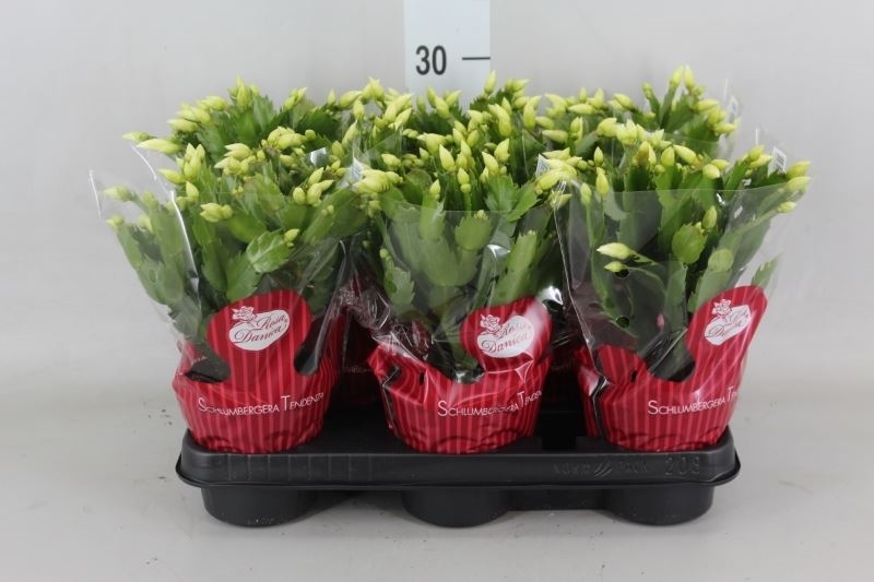 Schlumbergera 'Danica'  - wit/blanc