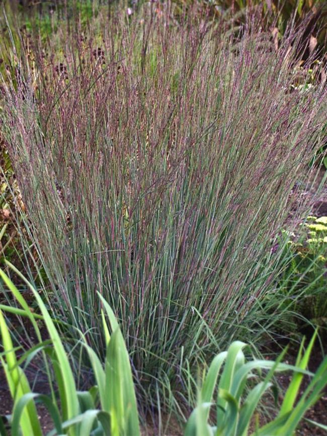 Schyzachyrium scop. 'Blue Haeven'