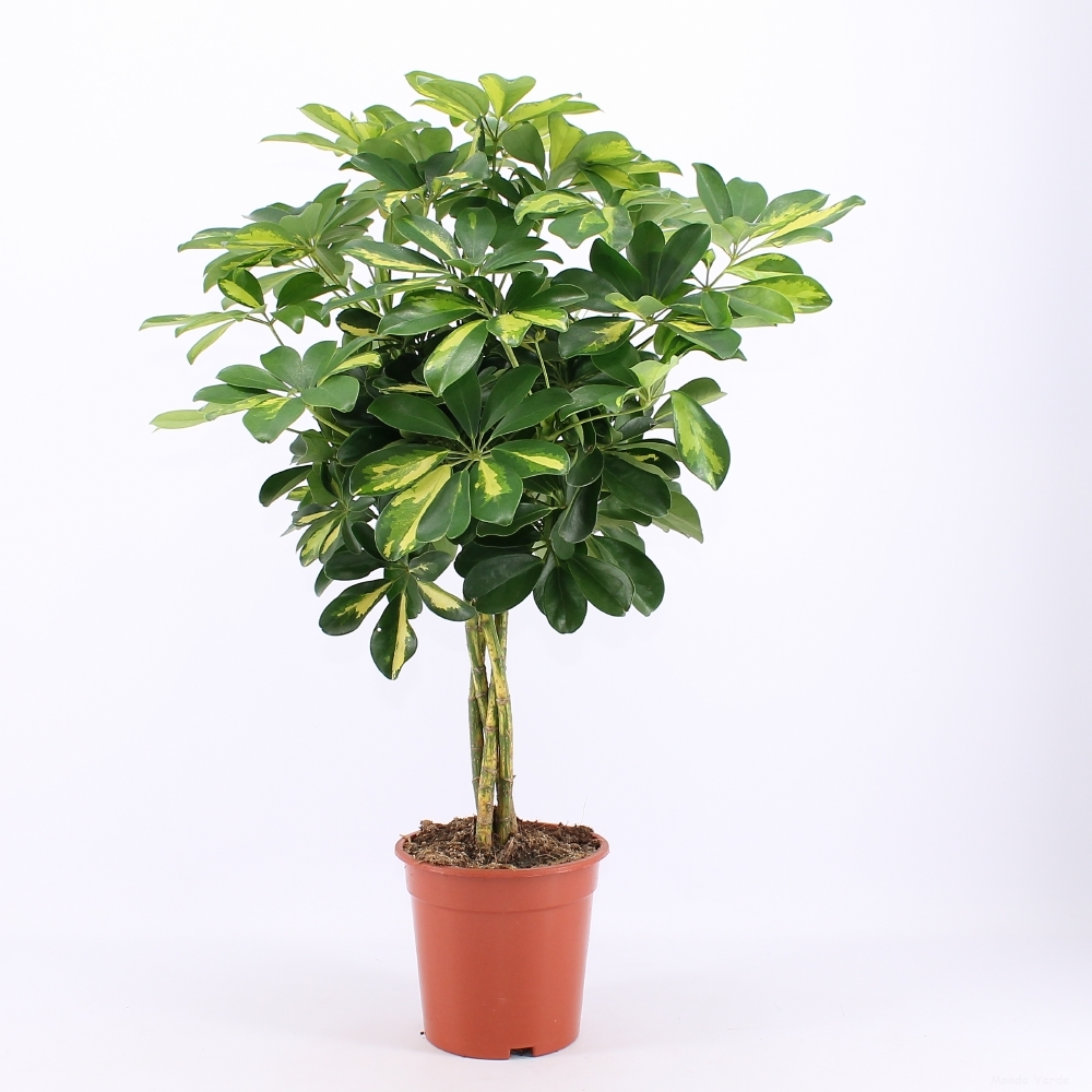 Schefflera arbor. 'Gold Capella' Gevlochten stam