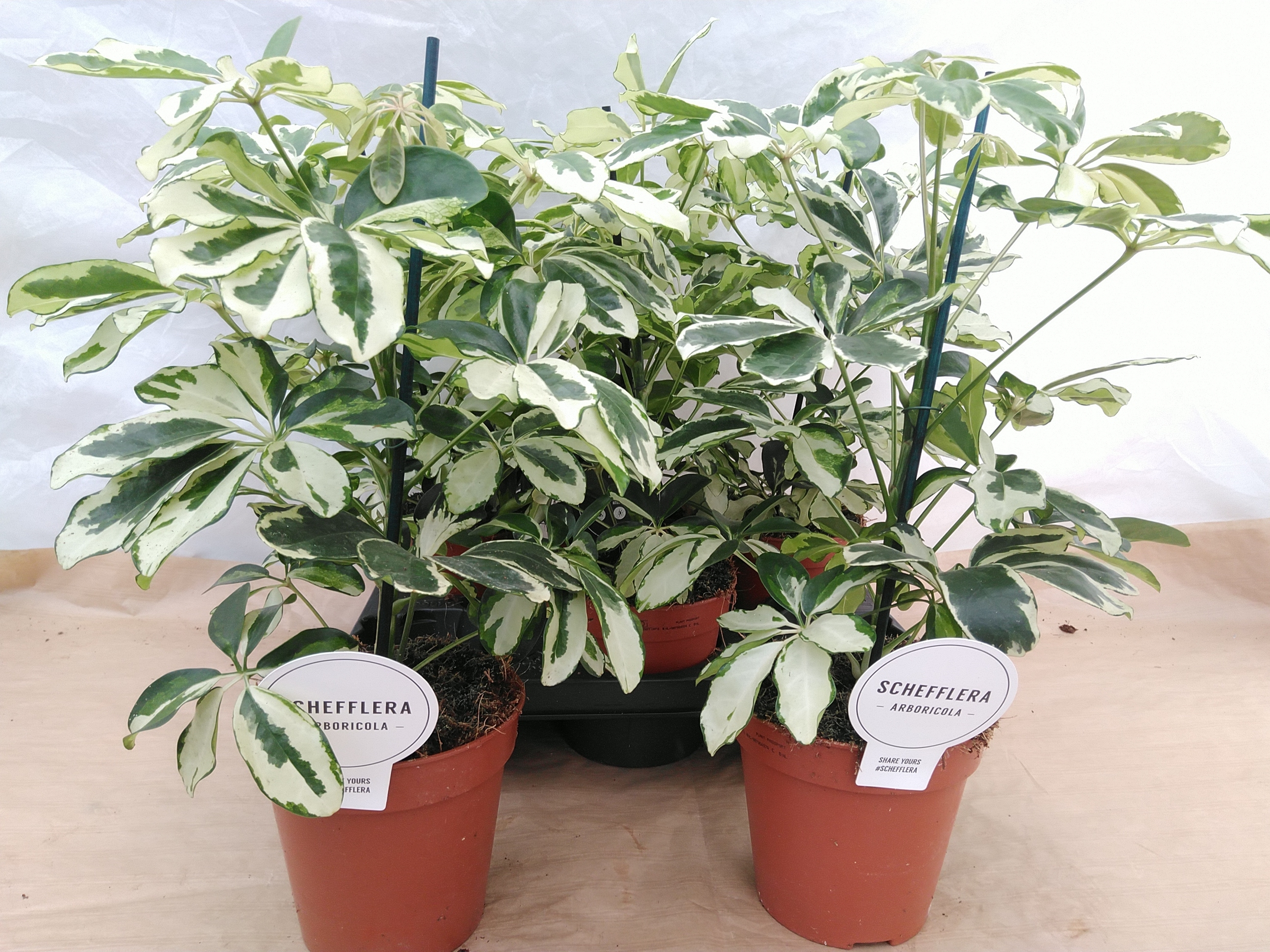 Schefflera arbor. 'Charlotte' Schefflera arbor. 'Charlotte'