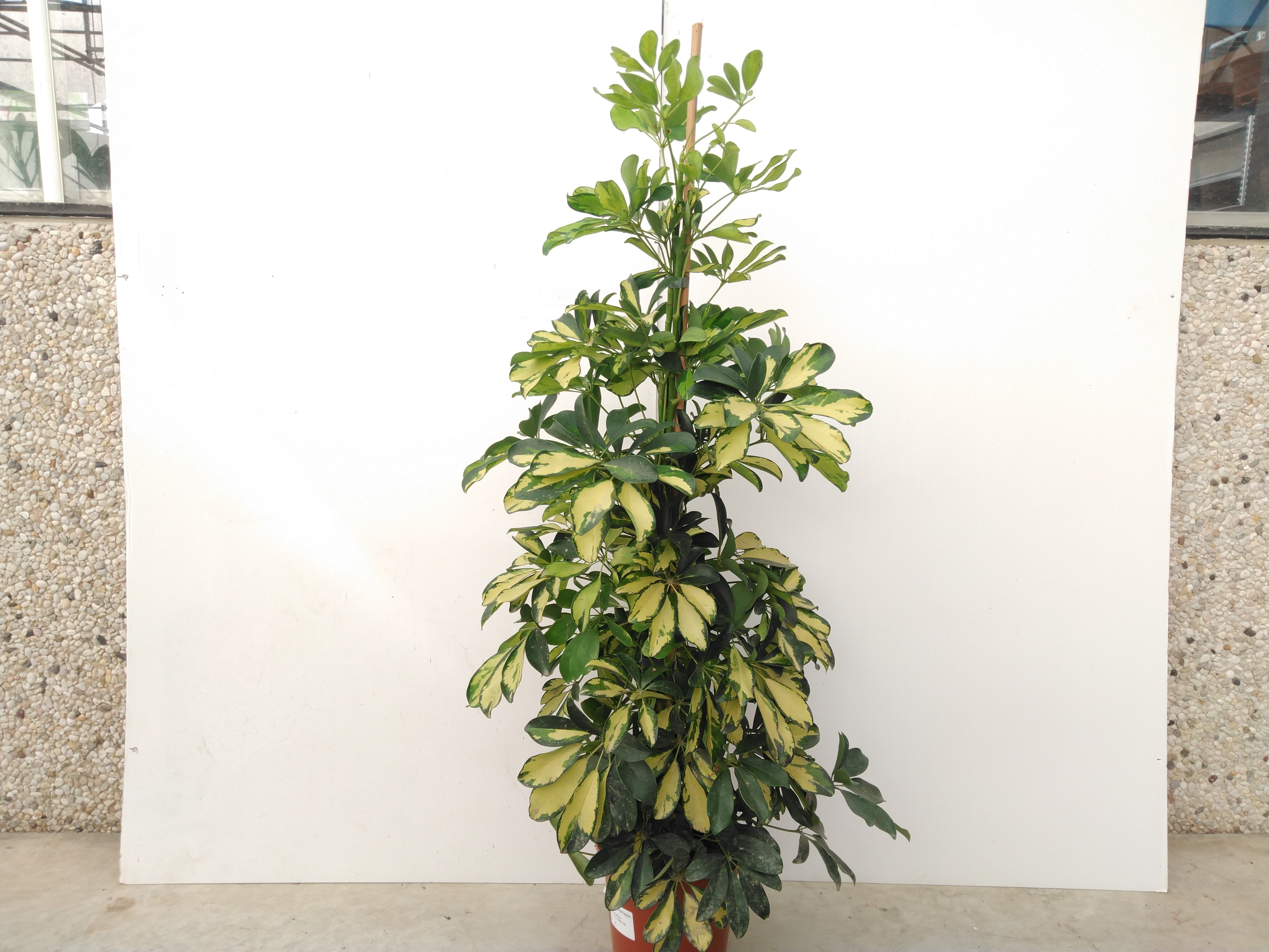 Schefflera arbor. 'Dalton'