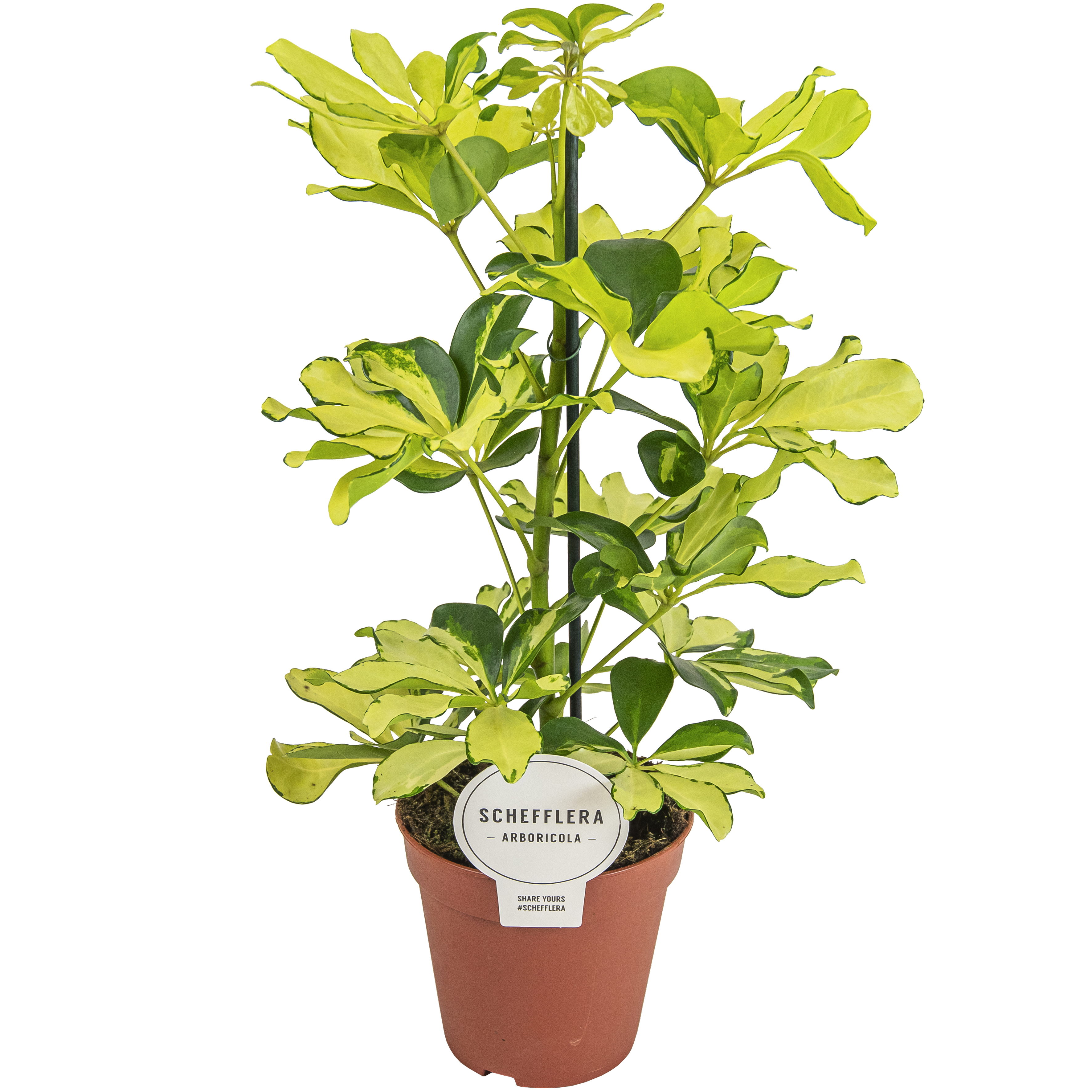 Schefflera arbor. 'Melanie' .