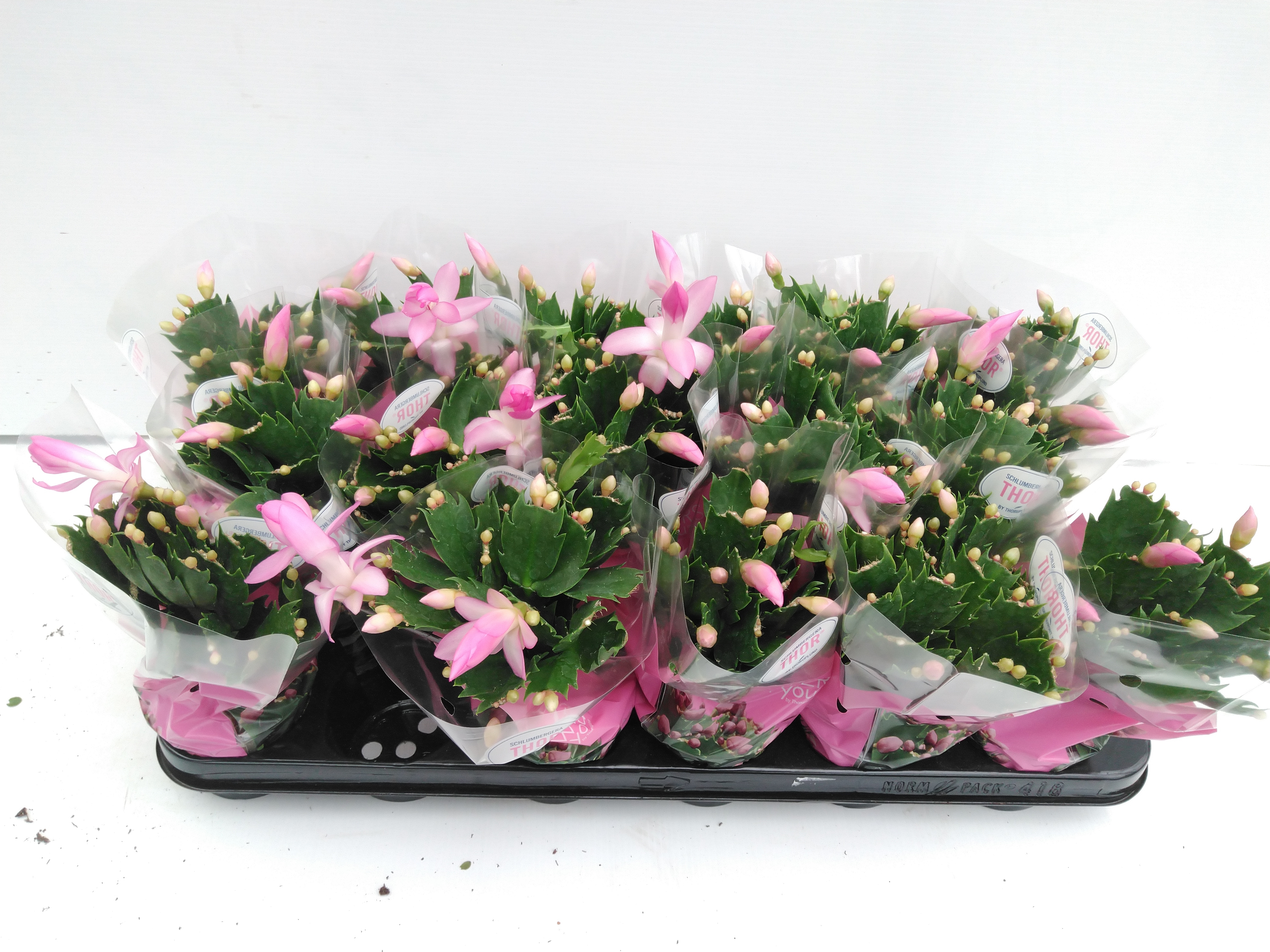 Schlumbergera mix  30 knop