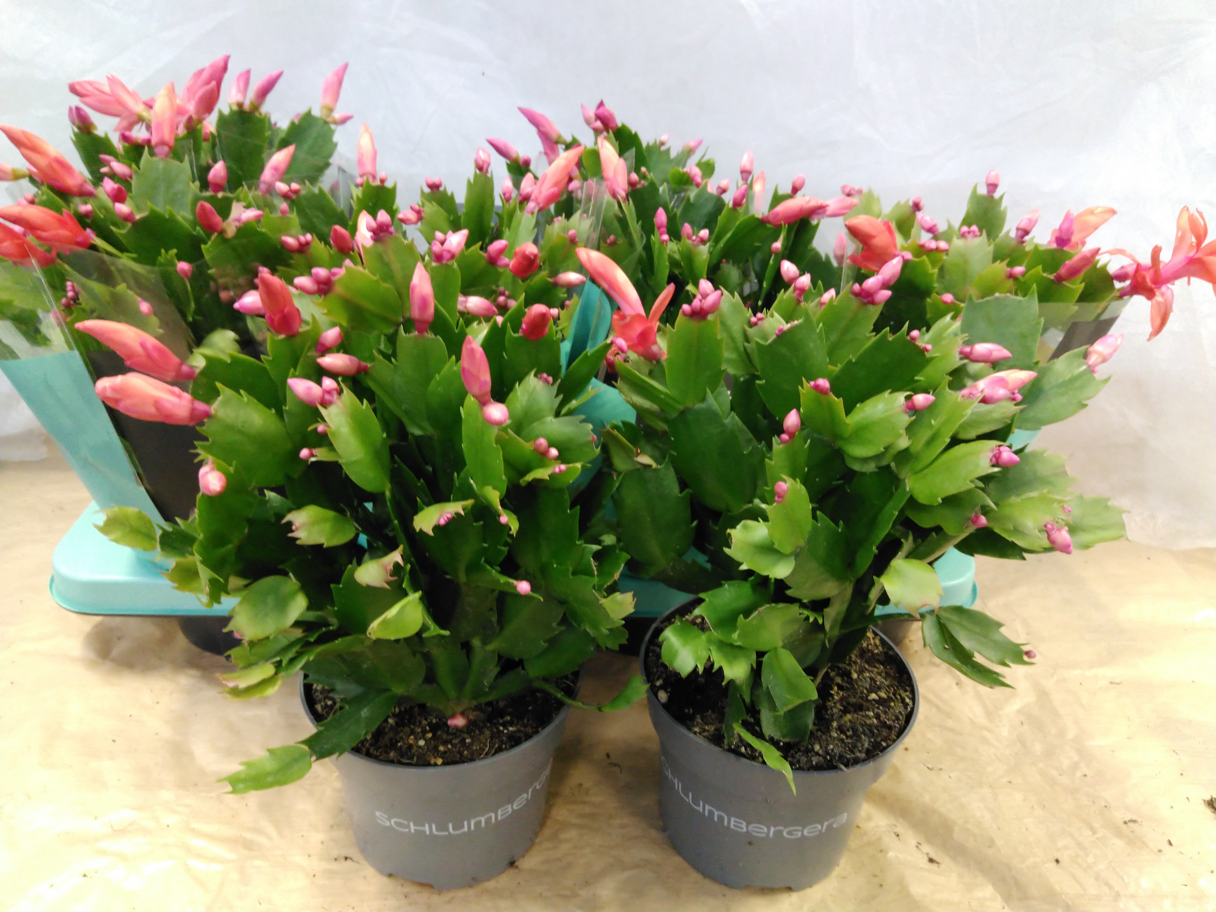 Schlumbergera Orange