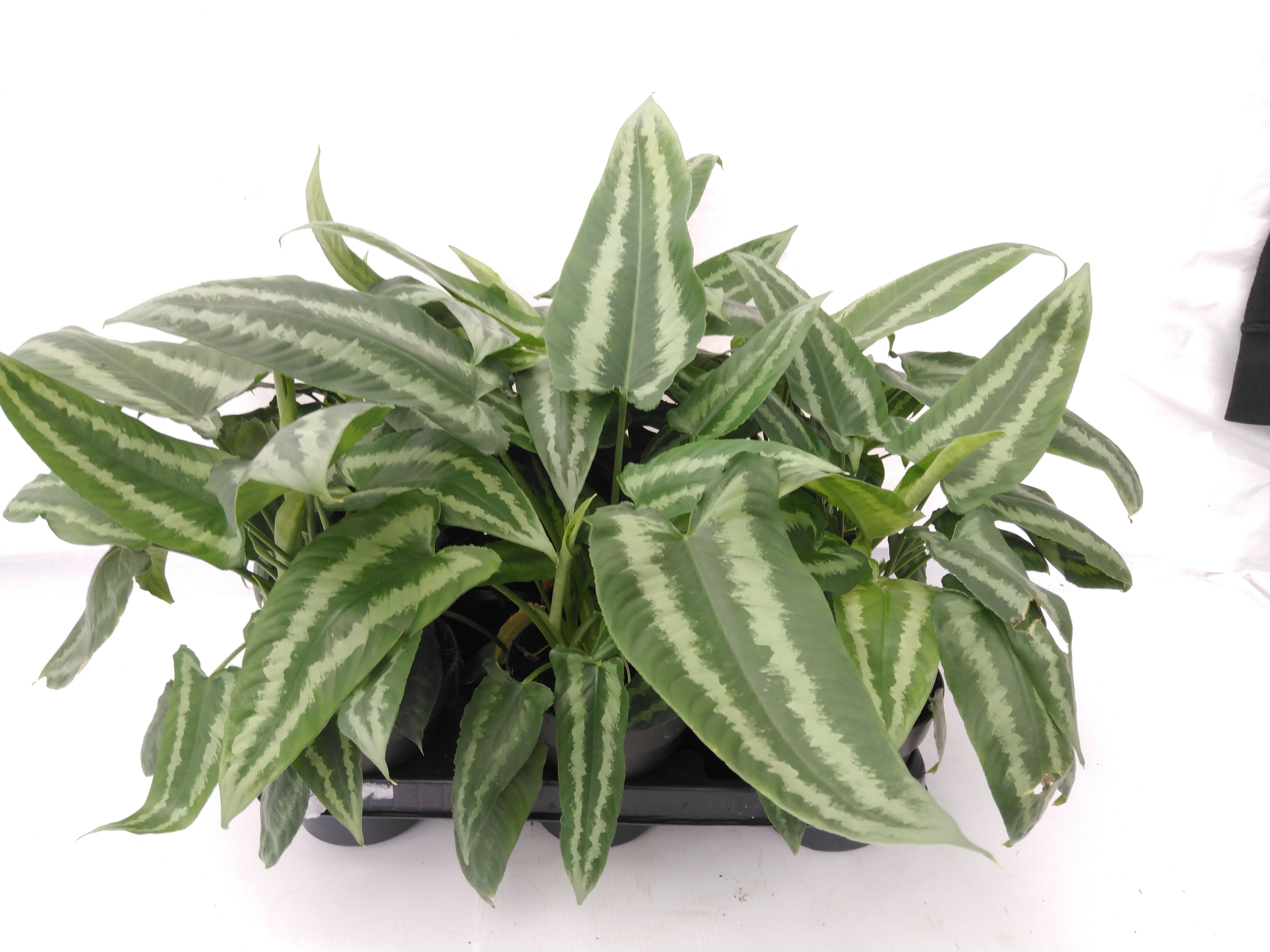 Schismatoglottis wallichii