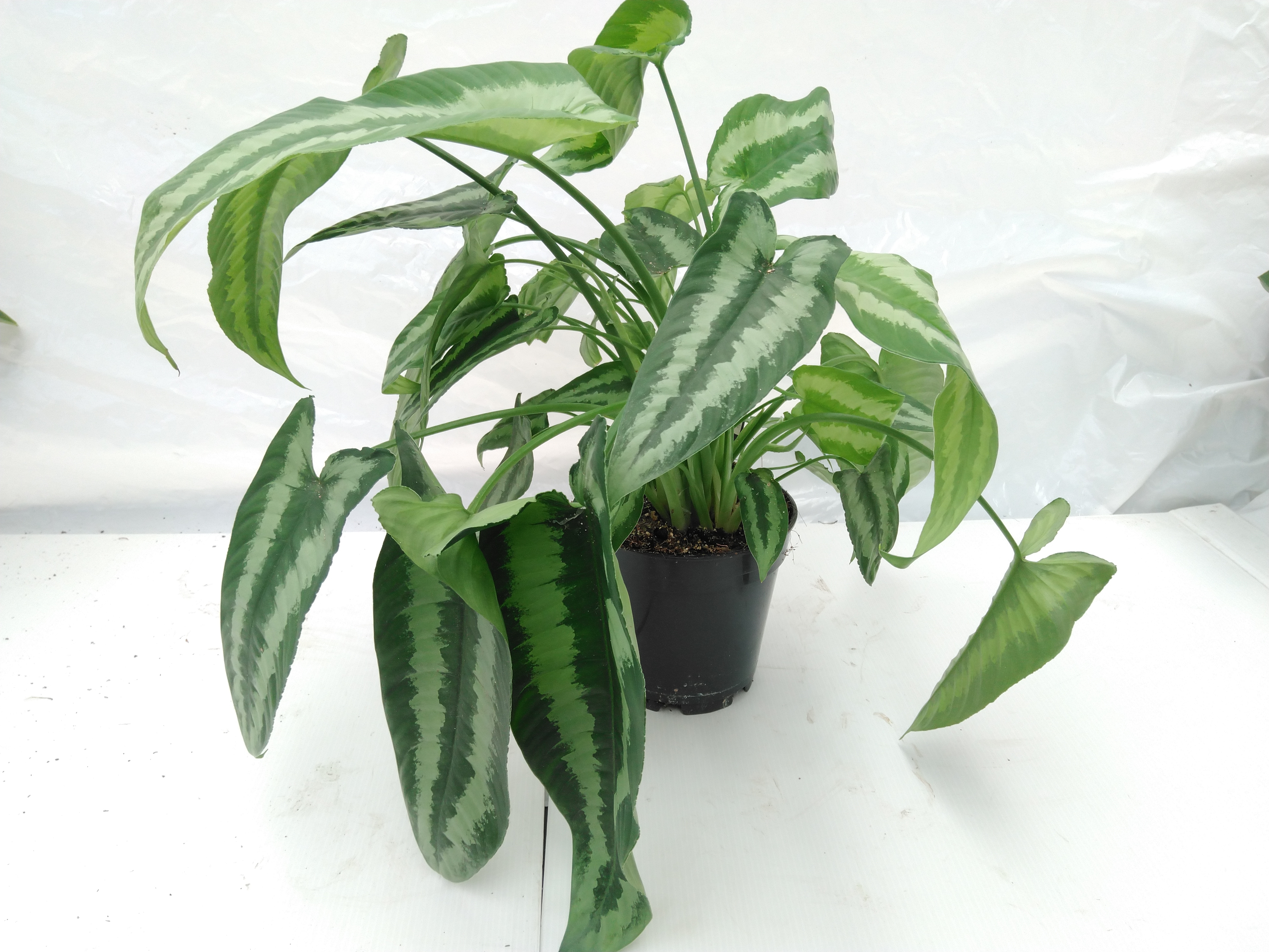 Schismatoglottis wallichii