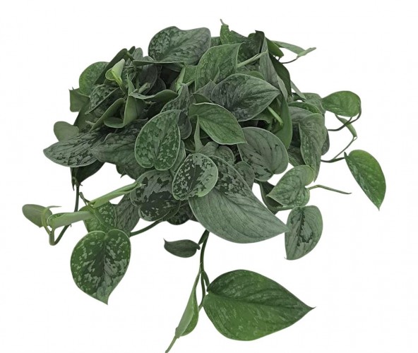 Scindapsus 'Silvery Ann'