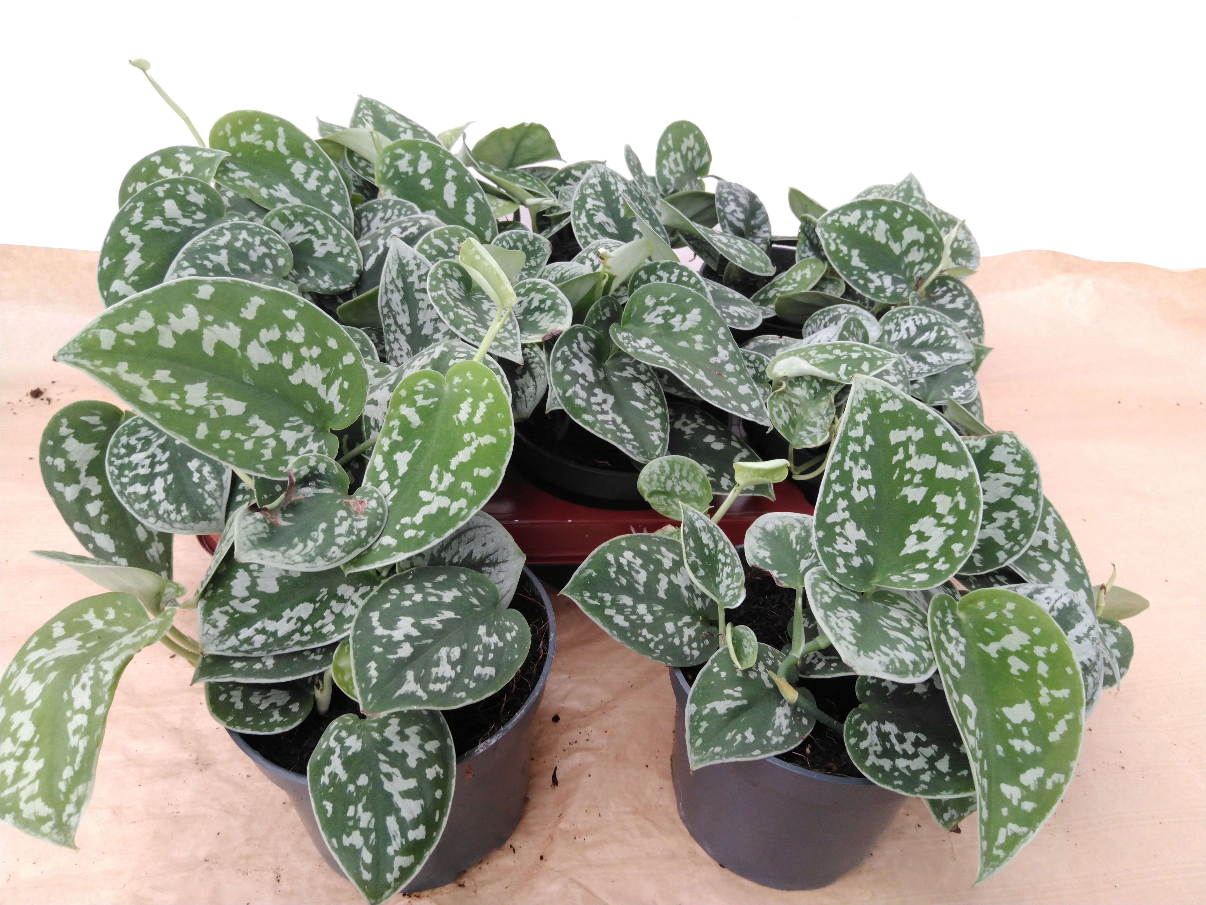 Scindapsus pictus 'Argyraeus' .