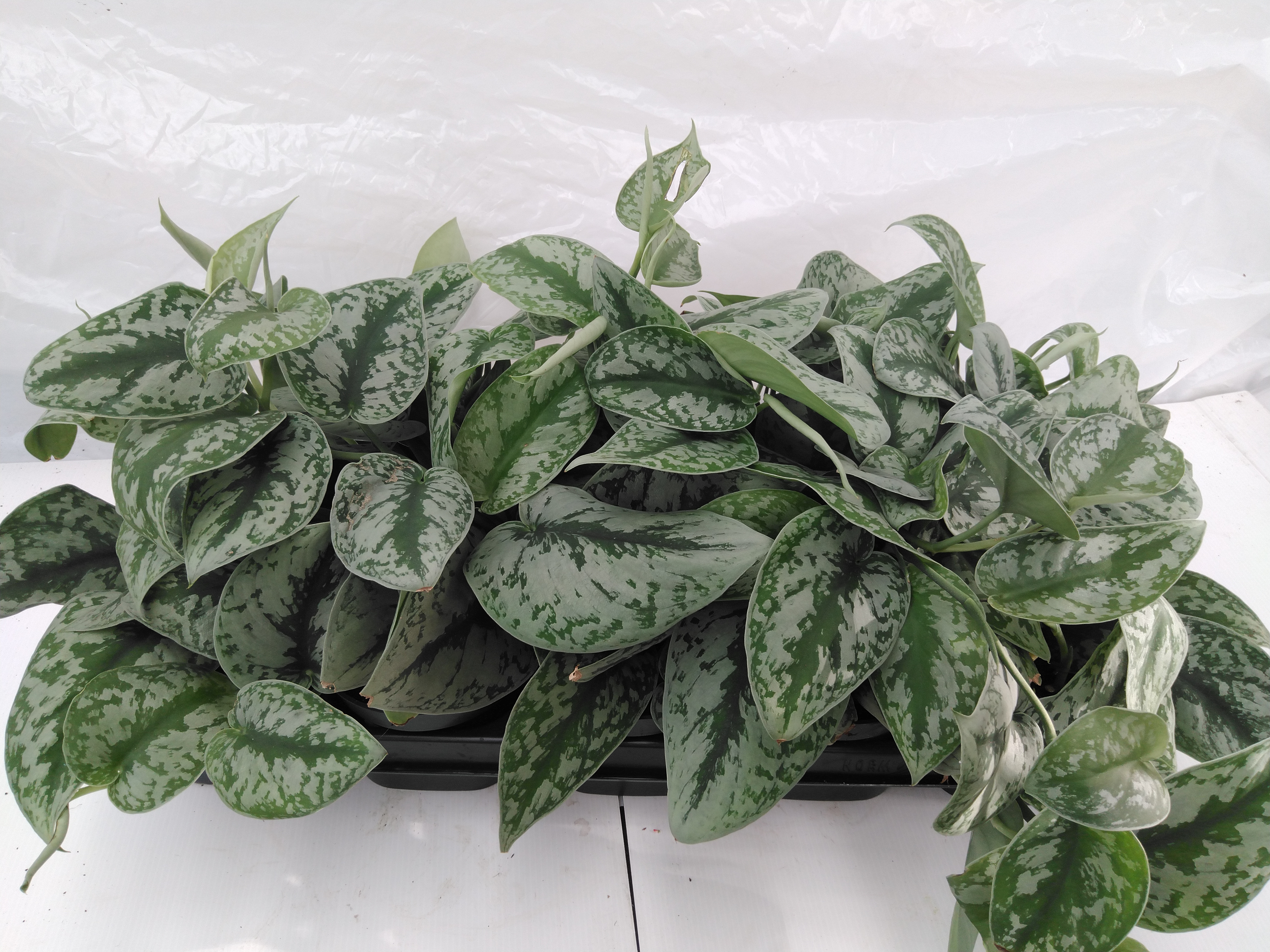 Scindapsus pictus 'Trebie'