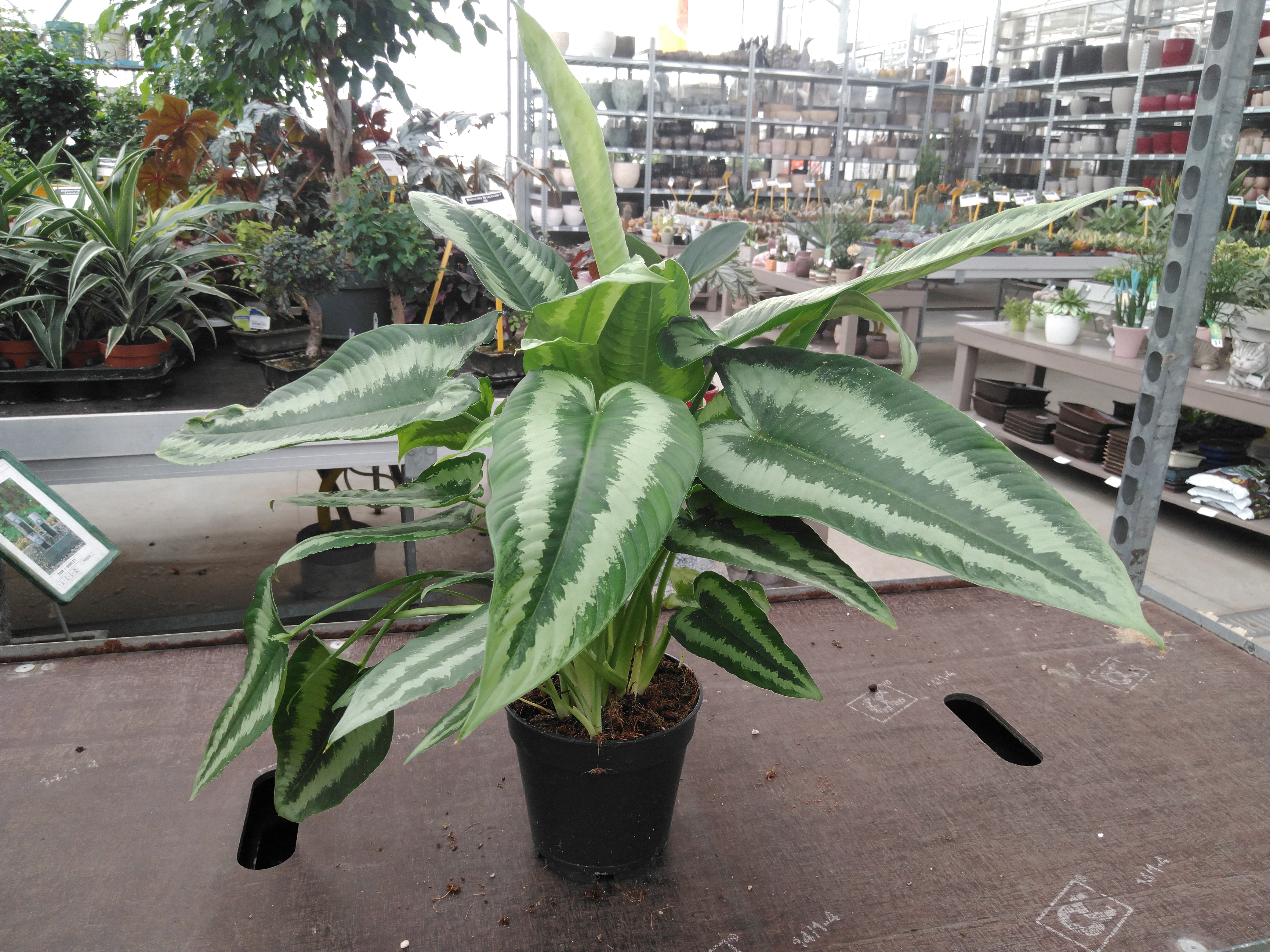 Schismatoglottus Wallichii