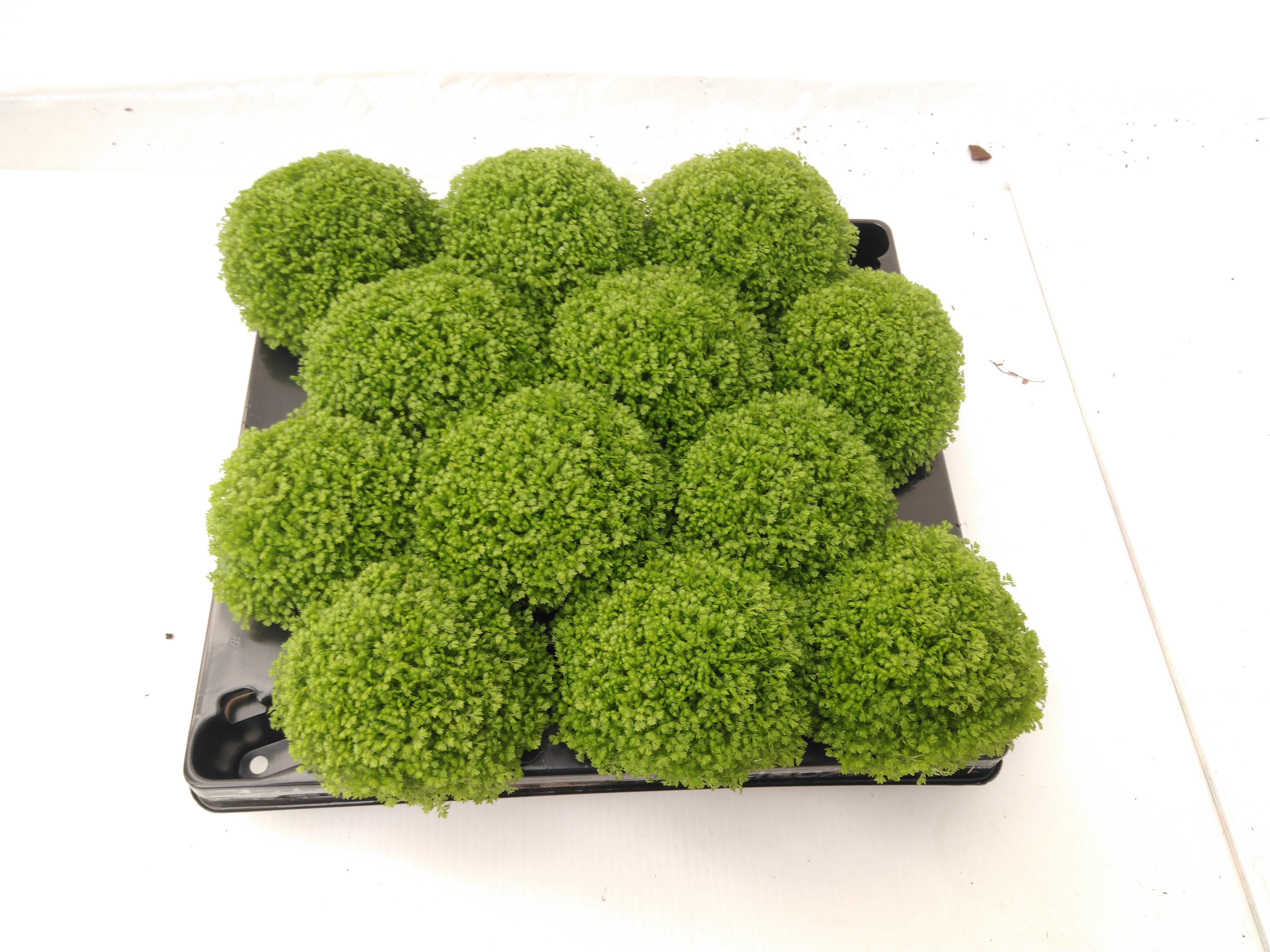 Selaginella apoda - bolmos