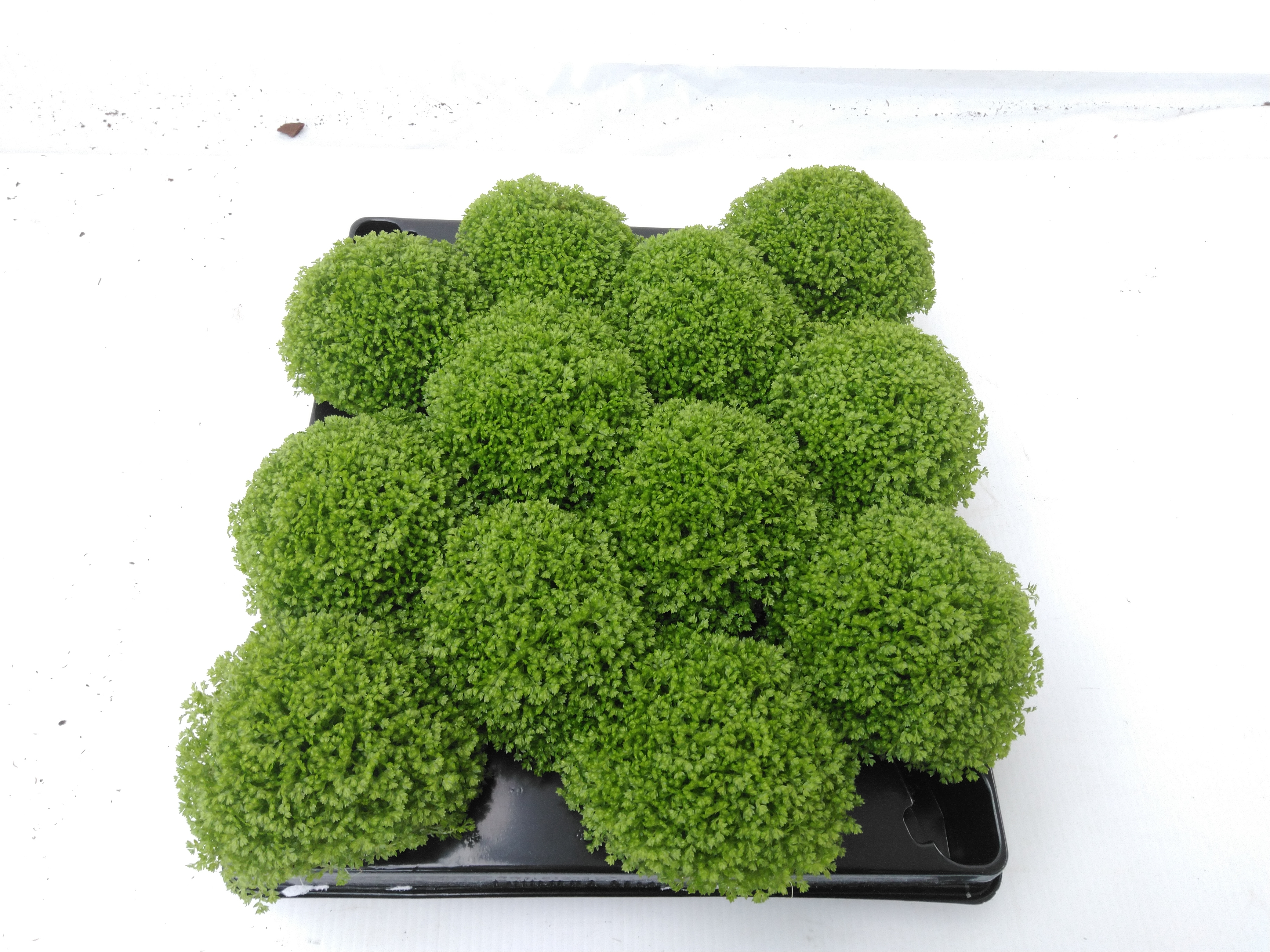 Selaginella apoda - bolmos
