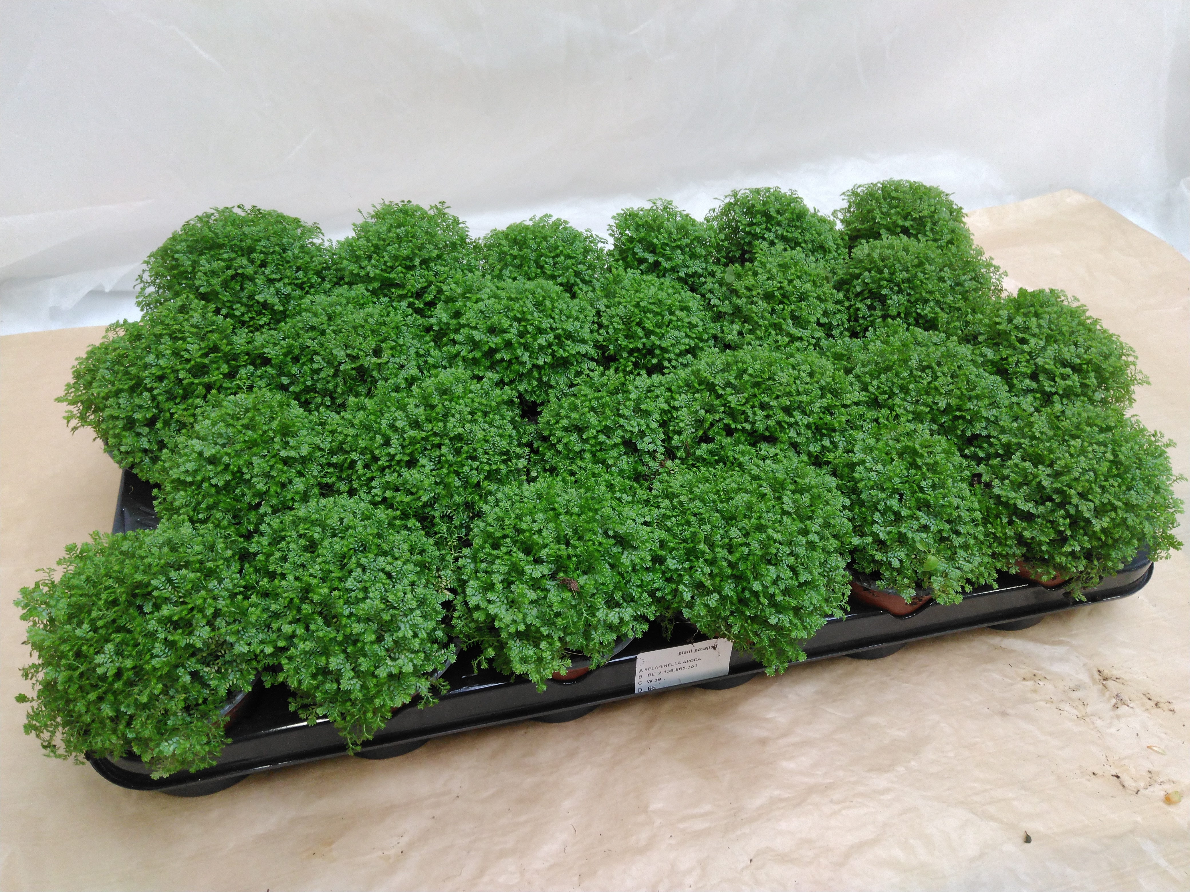 Selaginella apoda - bolmos