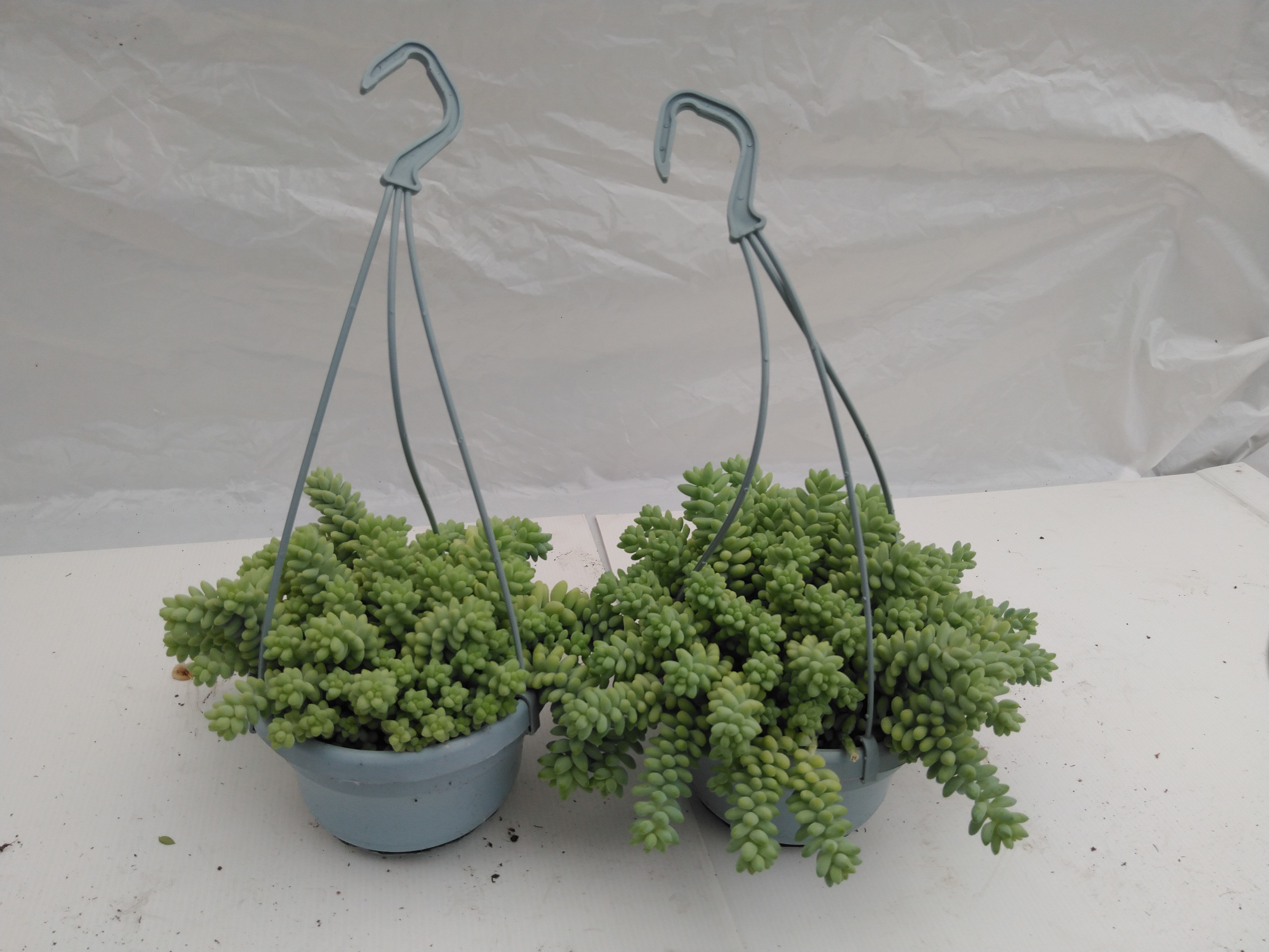 Sedum burrito