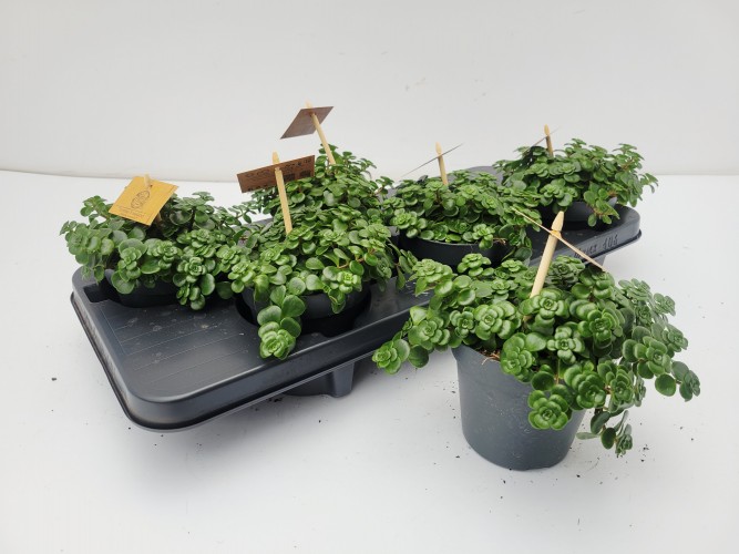 Sedum makinoides 'Kosmosje'
