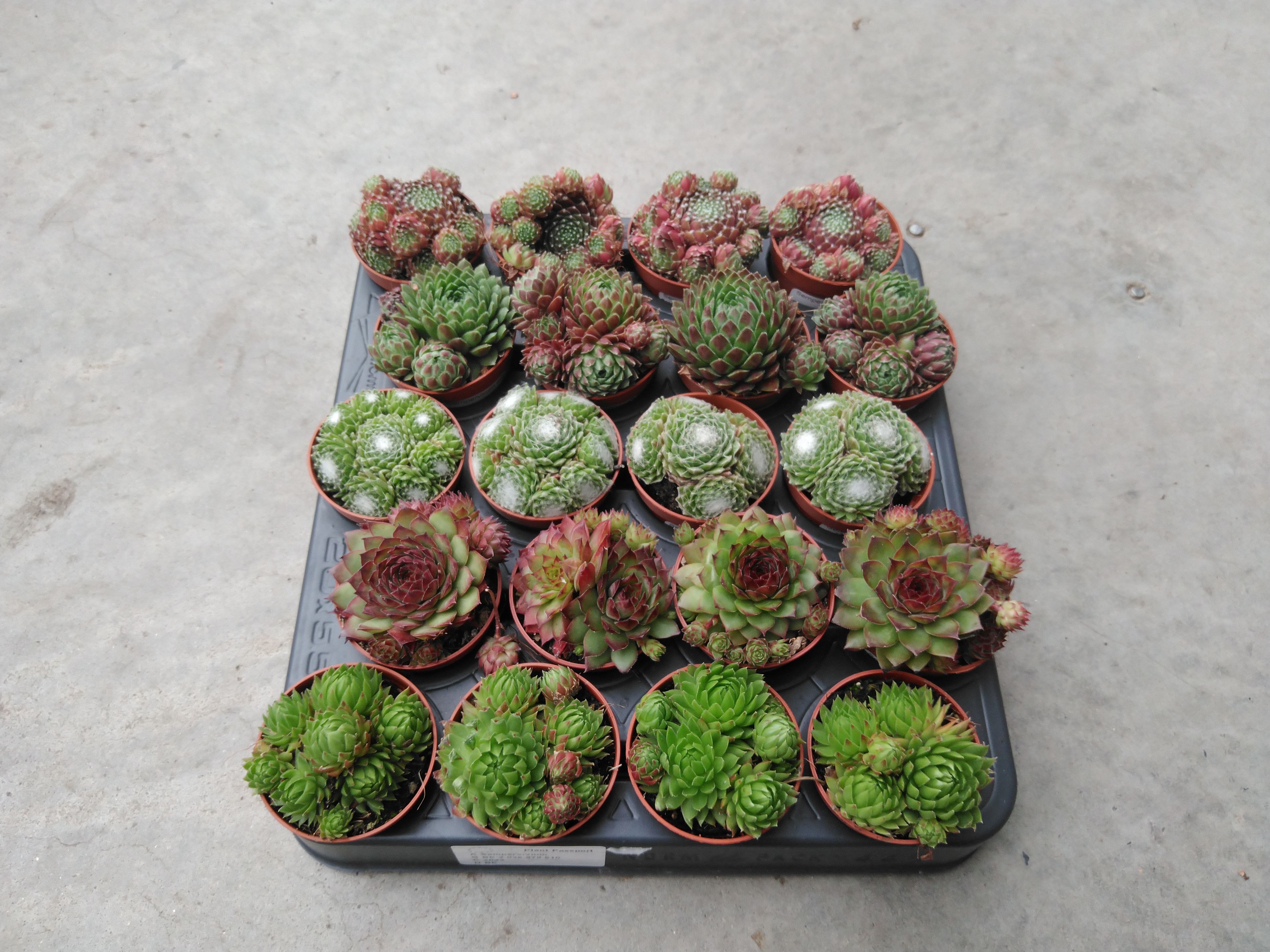 Sempervivum mix  P5.5 cm
