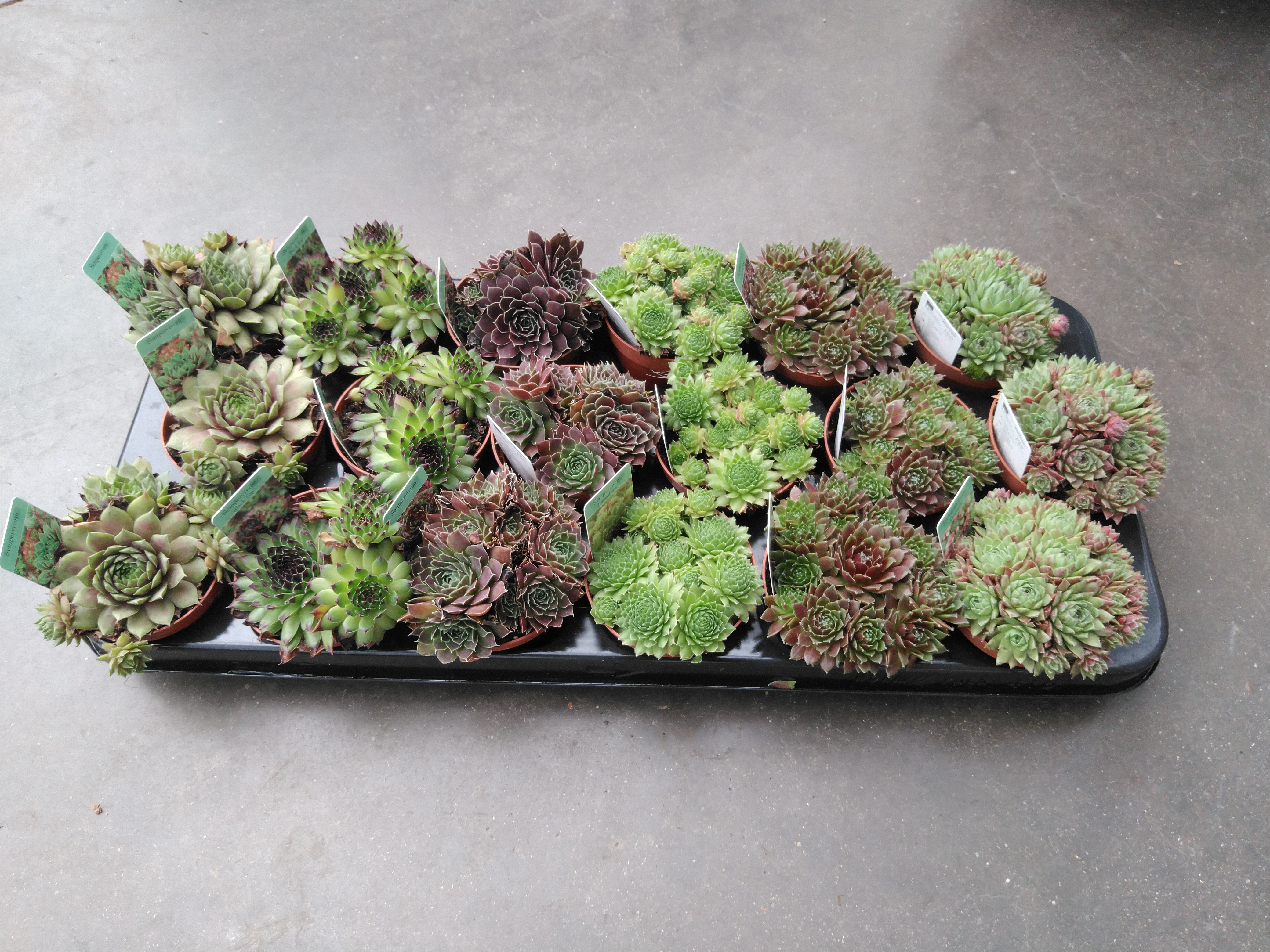 Sempervivum mix  P5.5 cm