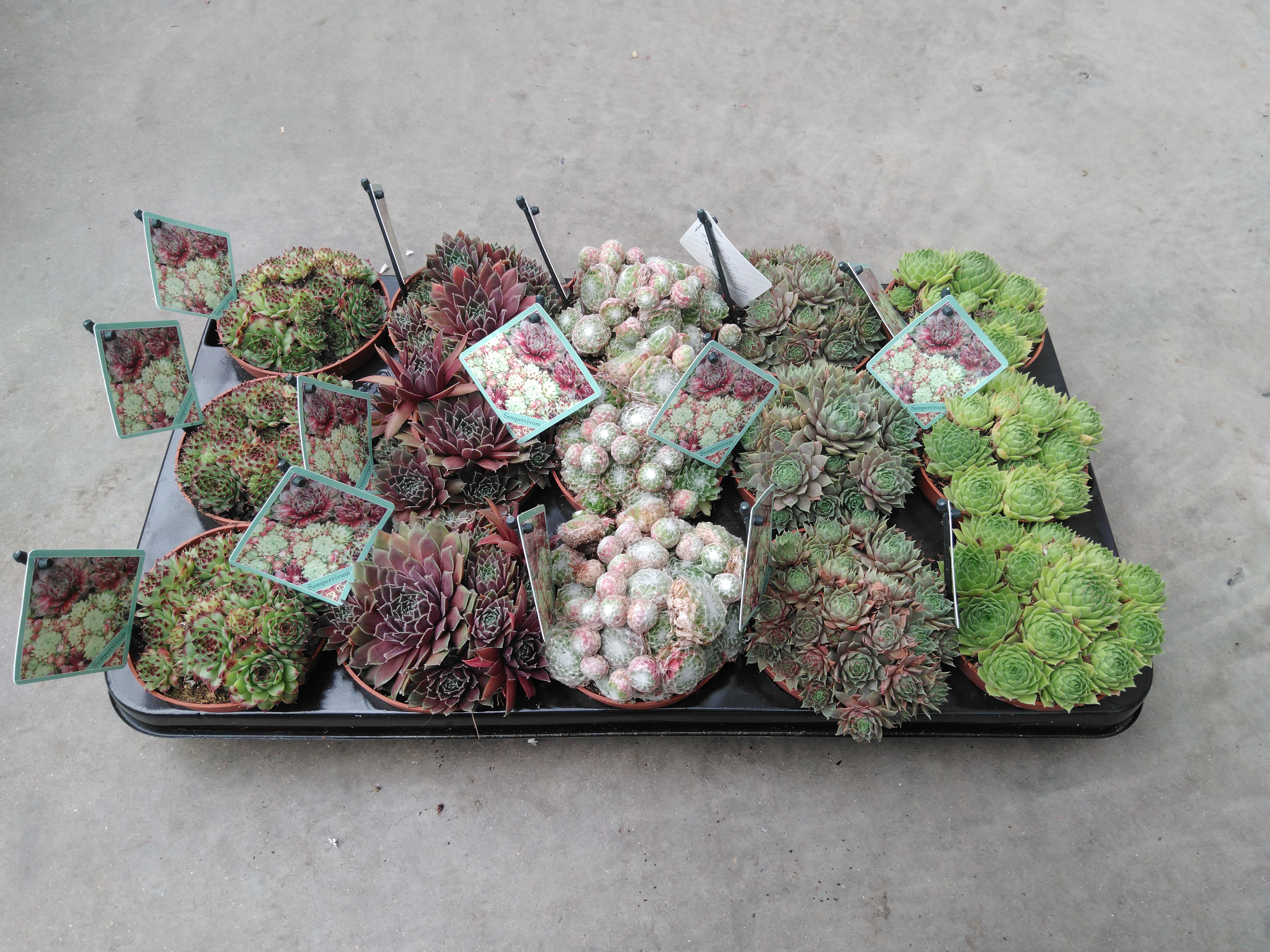 Sempervivum mix  P5.5 cm