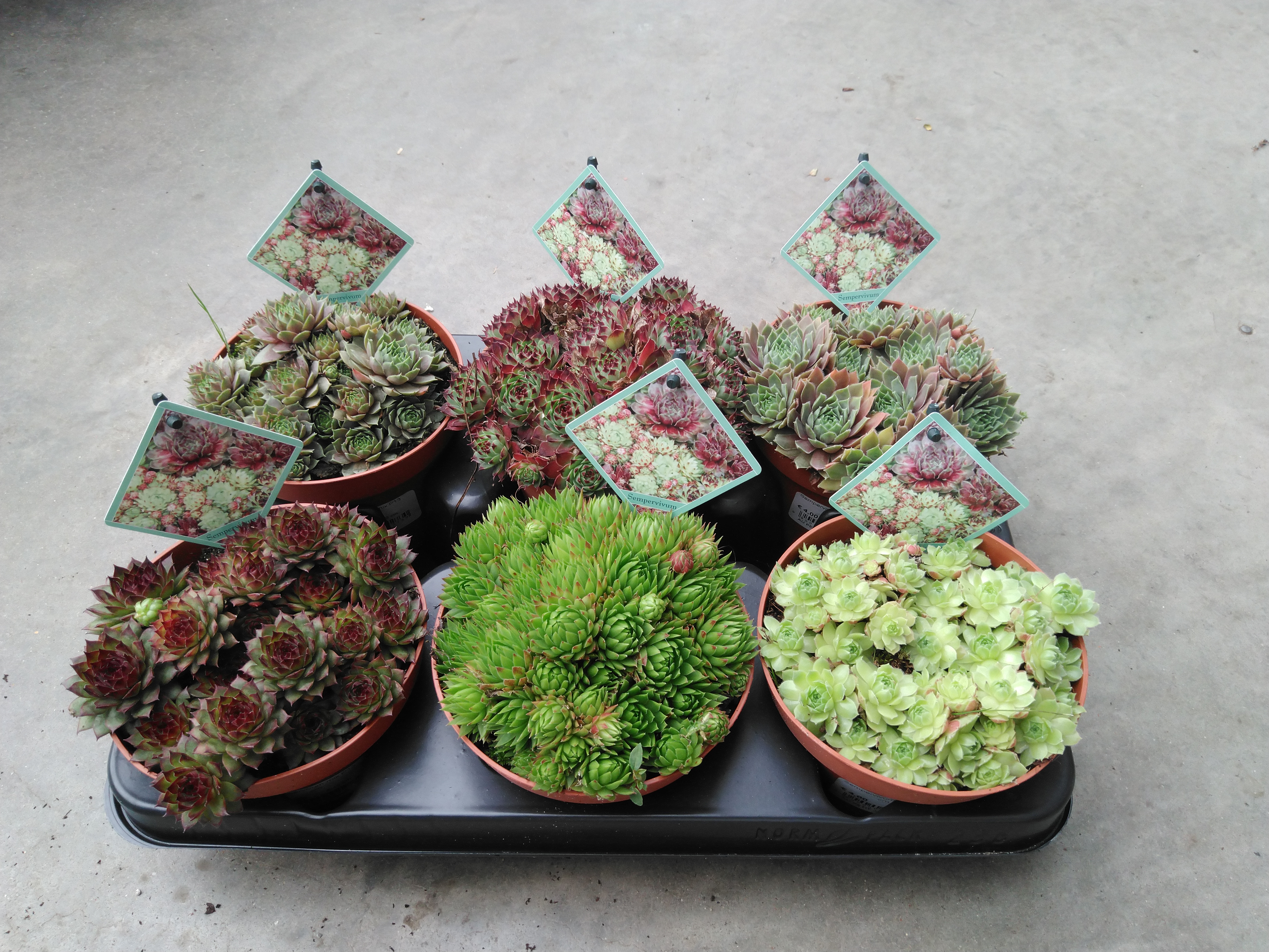 Sempervivum mix  P5.5 cm