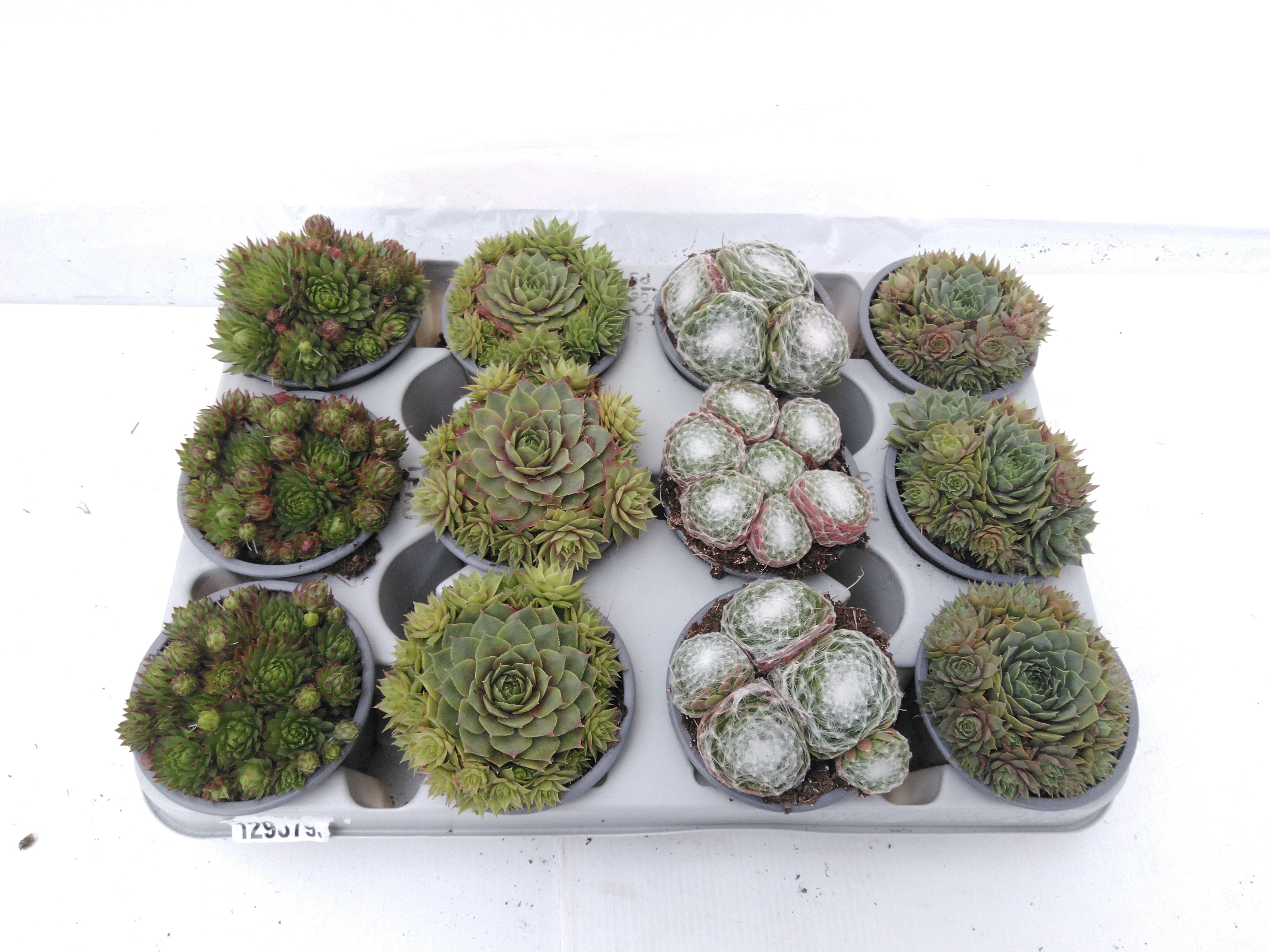 Sempervivum mix  P5.5 cm