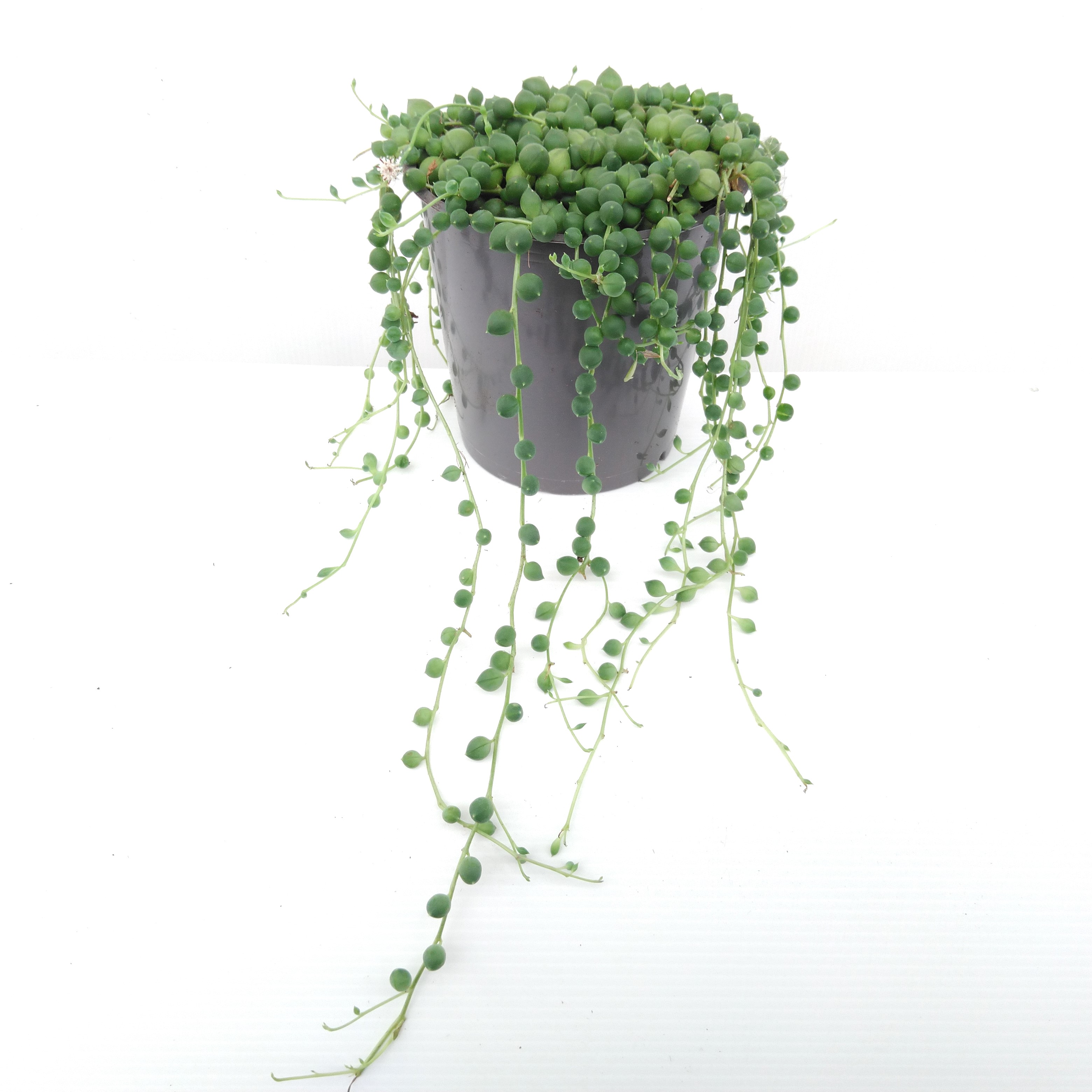 Senecio rowleyanus - Erwtenplant Senecio rowleyanus - Erwtenplant
