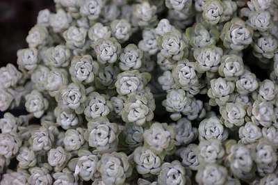 Sedum Cape Blanco