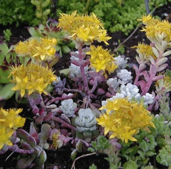 Sedum Cape Blanco