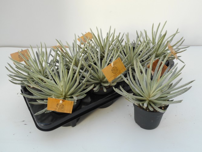 Senecio scaposus 'Snow Peaks'