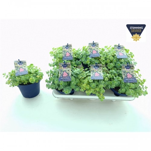 Sedum sieboldii 'Mediovariegatum'