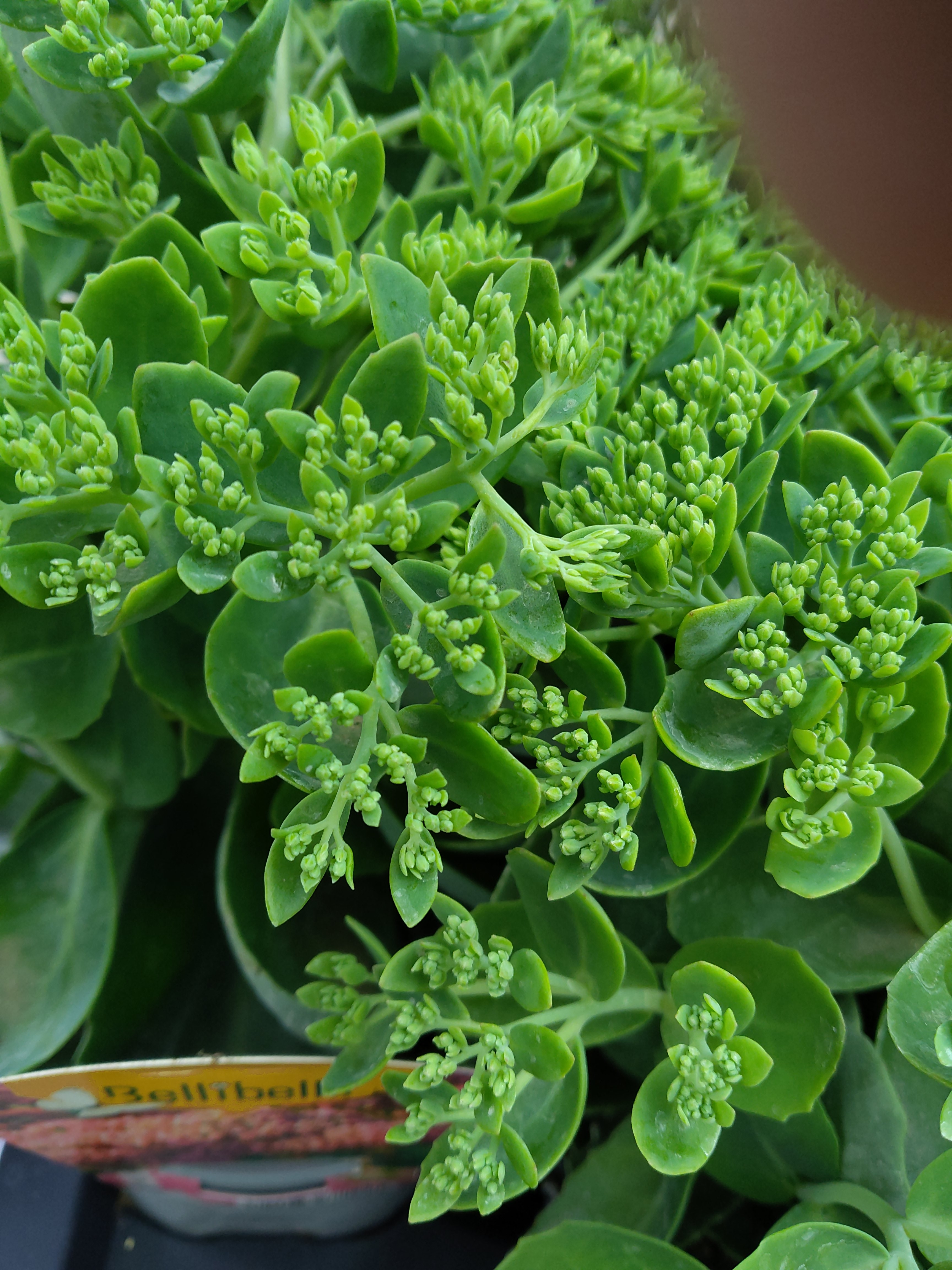 Sedum telephium Herbstfreude