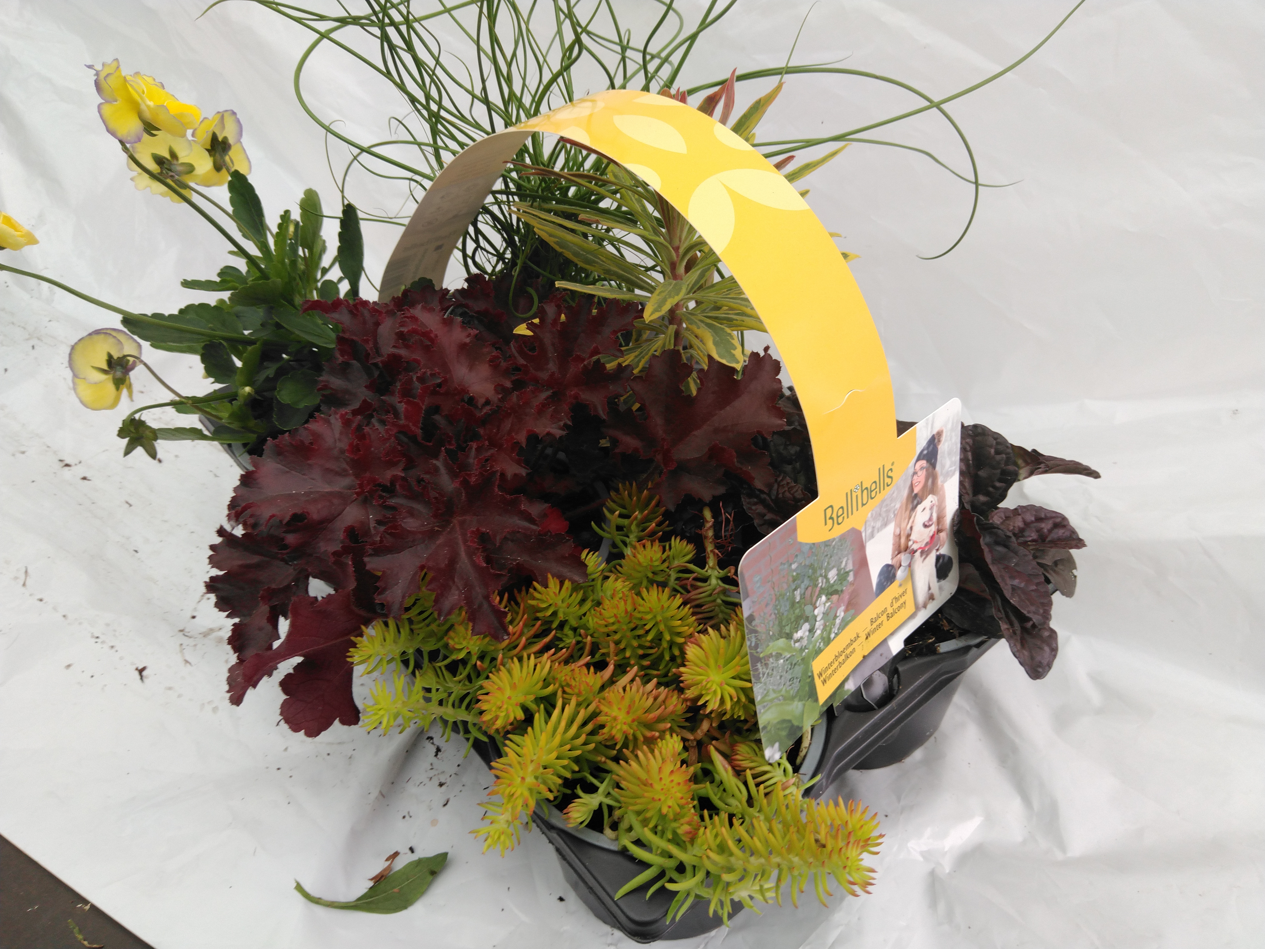 Sixpack Winterbloembak 6 pl.- barq. Jardinière d'hiver 6 pl. Sixpack Winterbloembak 6 pl.- barq. Jardinière d'hiver 6 pl.