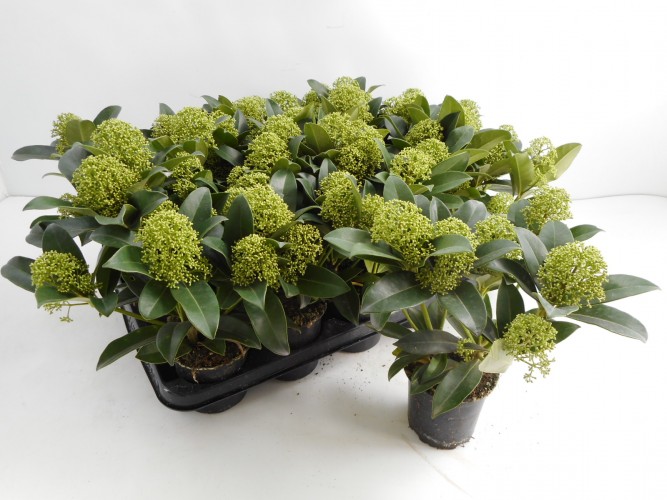 Skimmia japon. 'Fragrant Cloud'   