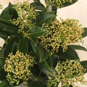 Skimmia japonica Mix