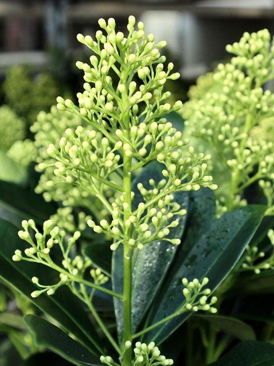 Skimmia jap. 'Finchy'®