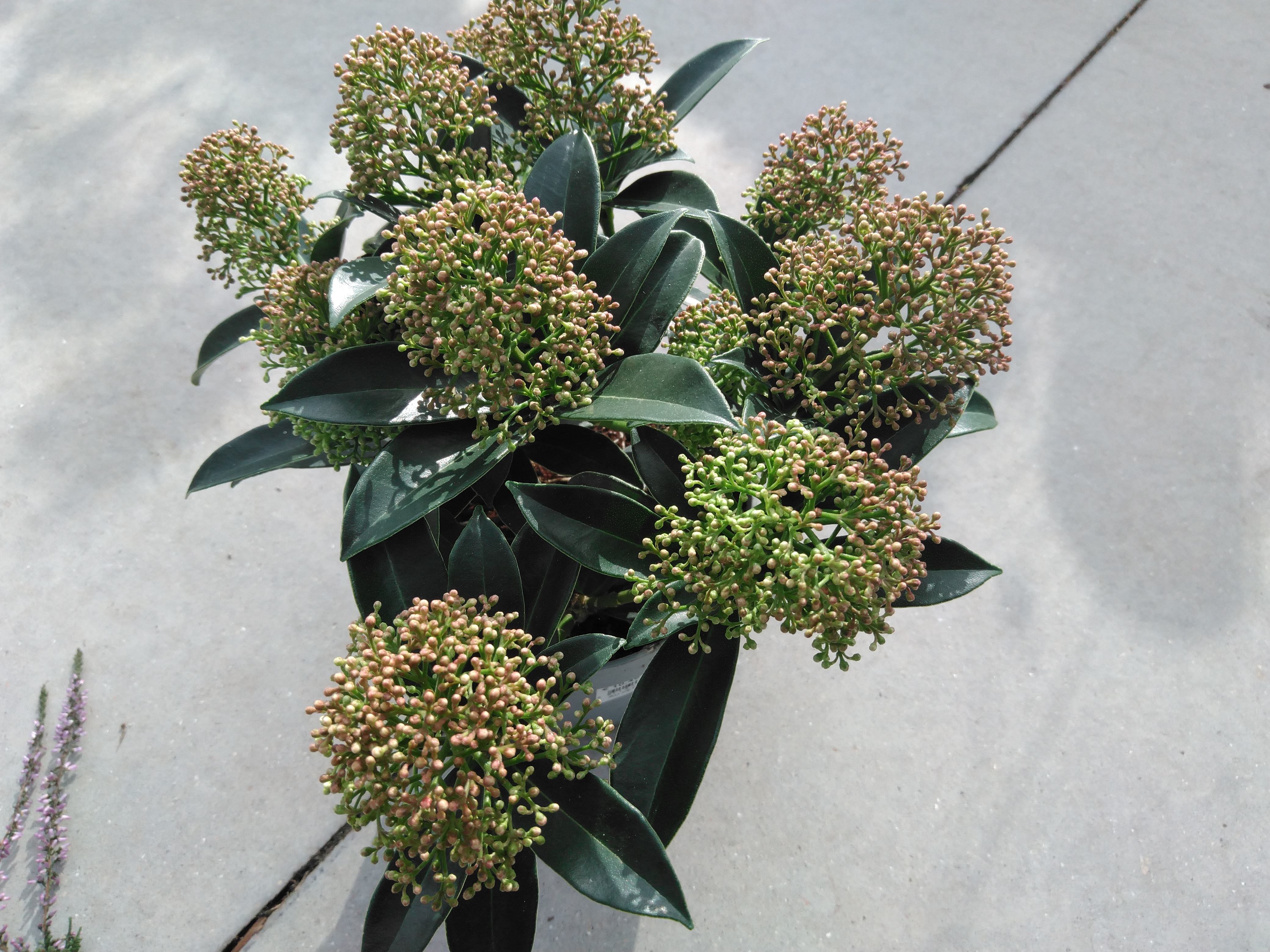 Skimmia jap. 'Marlot' Skimmia jap. 'Marlot'
