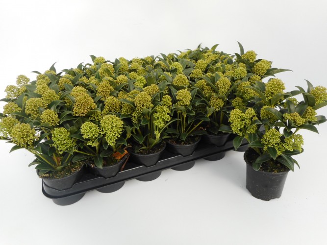 Skimmia jap. 'Marlot'