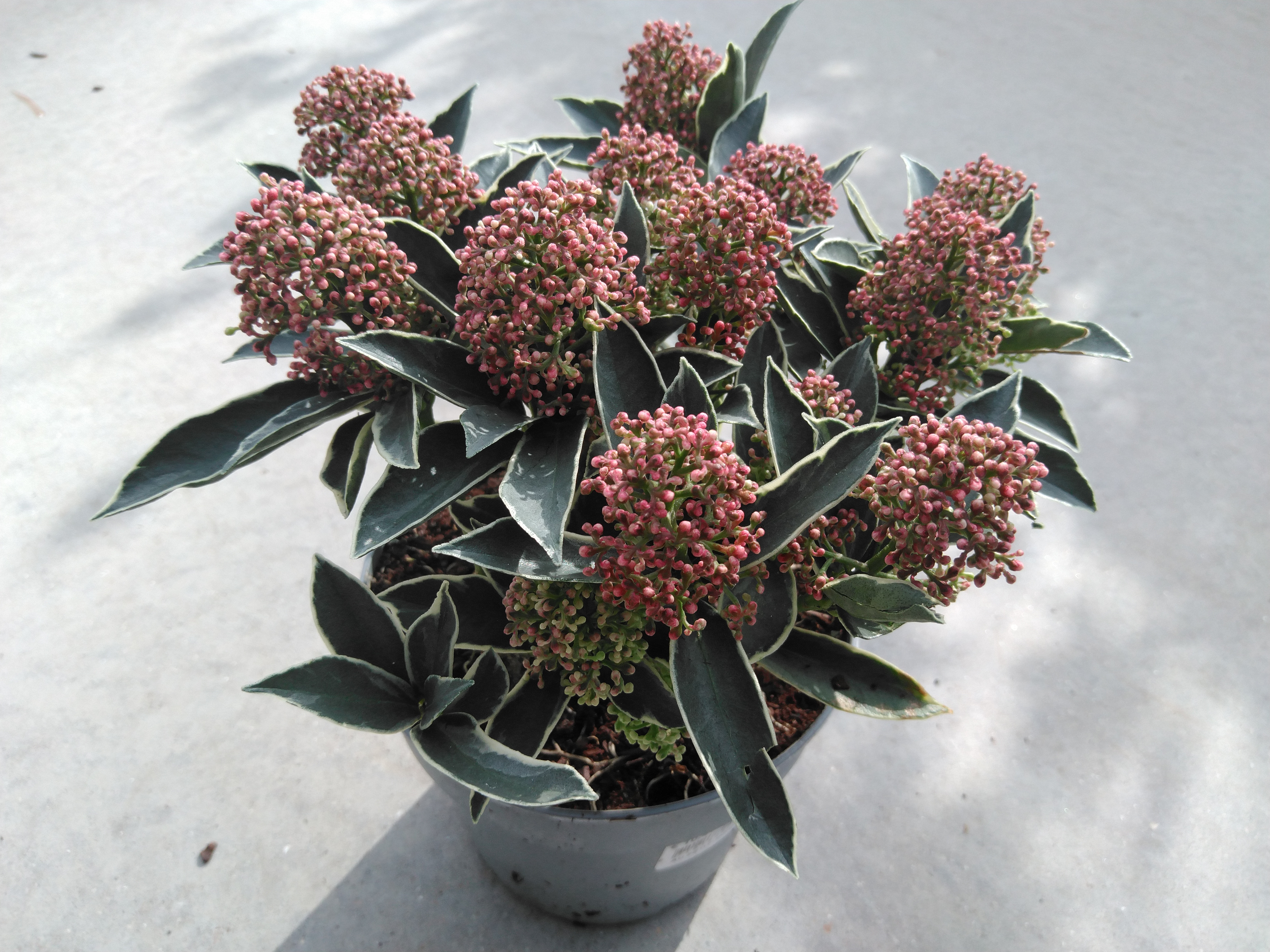 Skimmia jap. 'Mystic Marlot'®