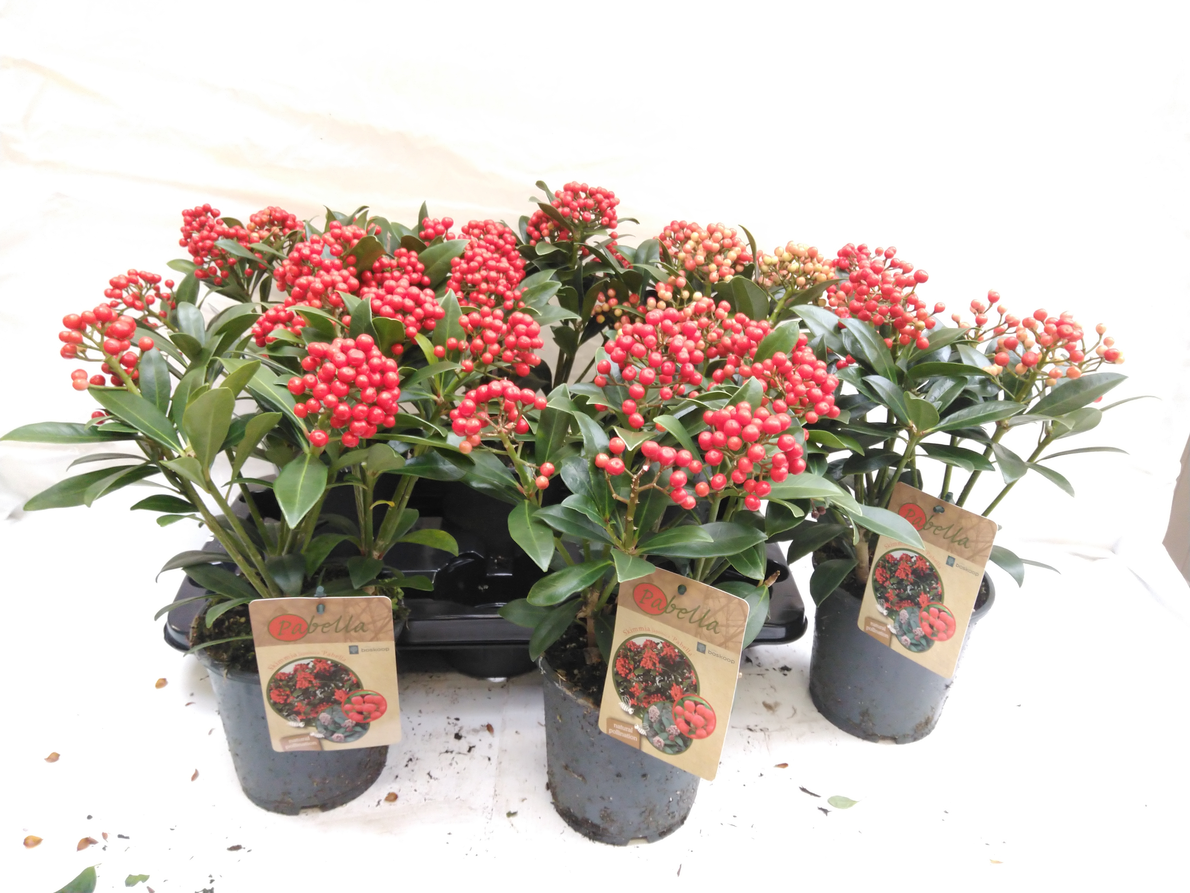 Skimmia jap. 'Pabella'