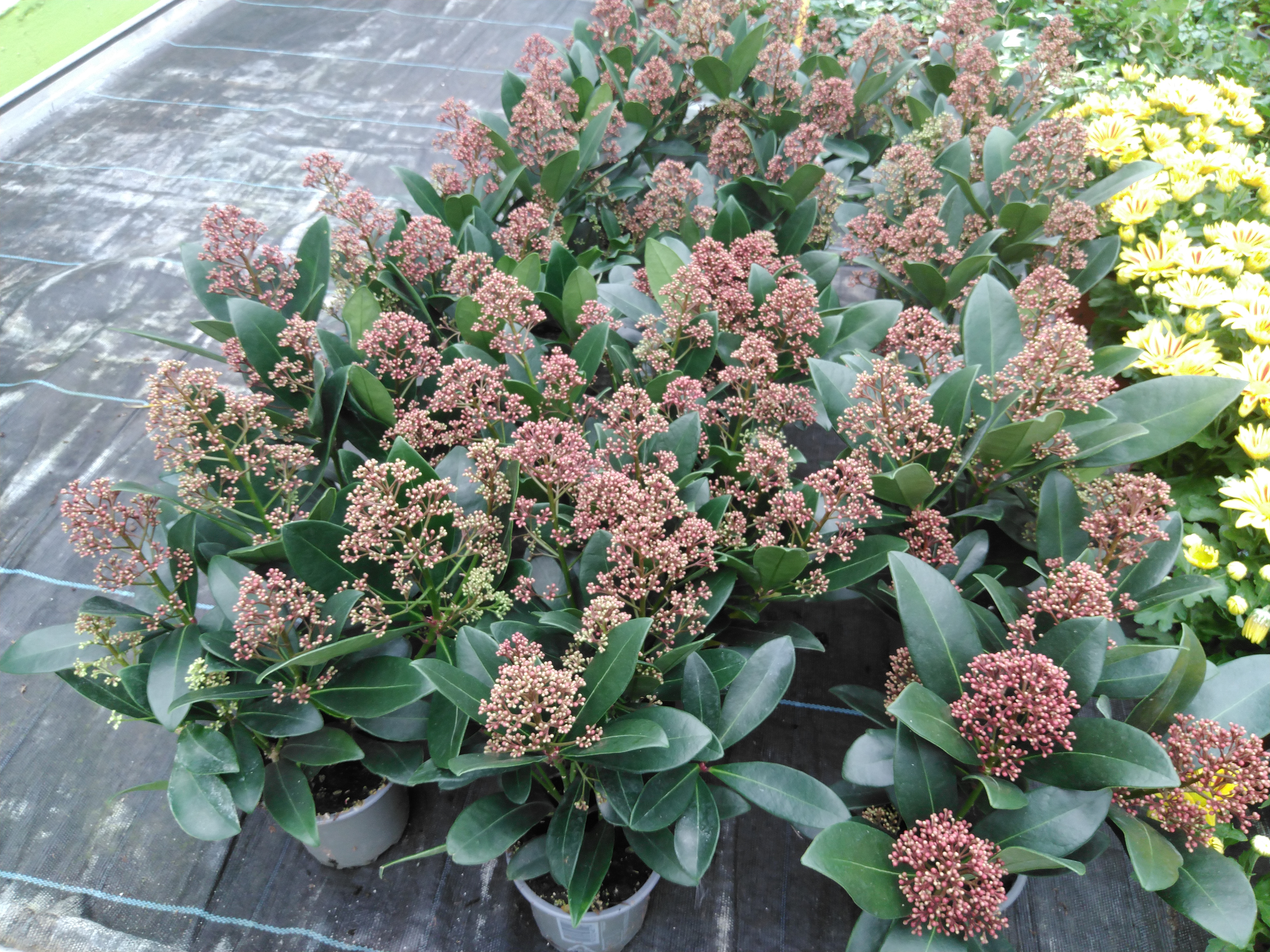 Skimmia jap. 'Rubella'