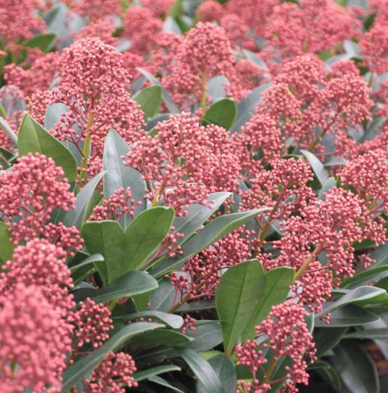 Skimmia jap. 'Rubella'