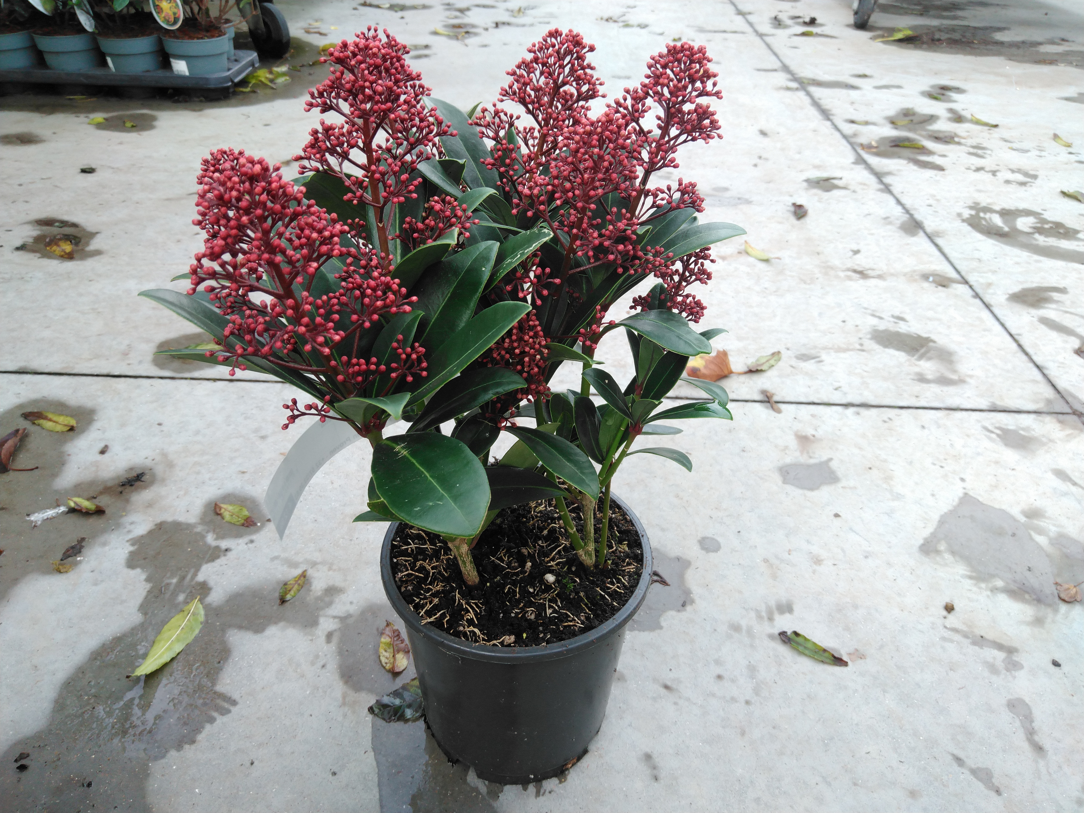 Skimmia jap. 'Rubella'