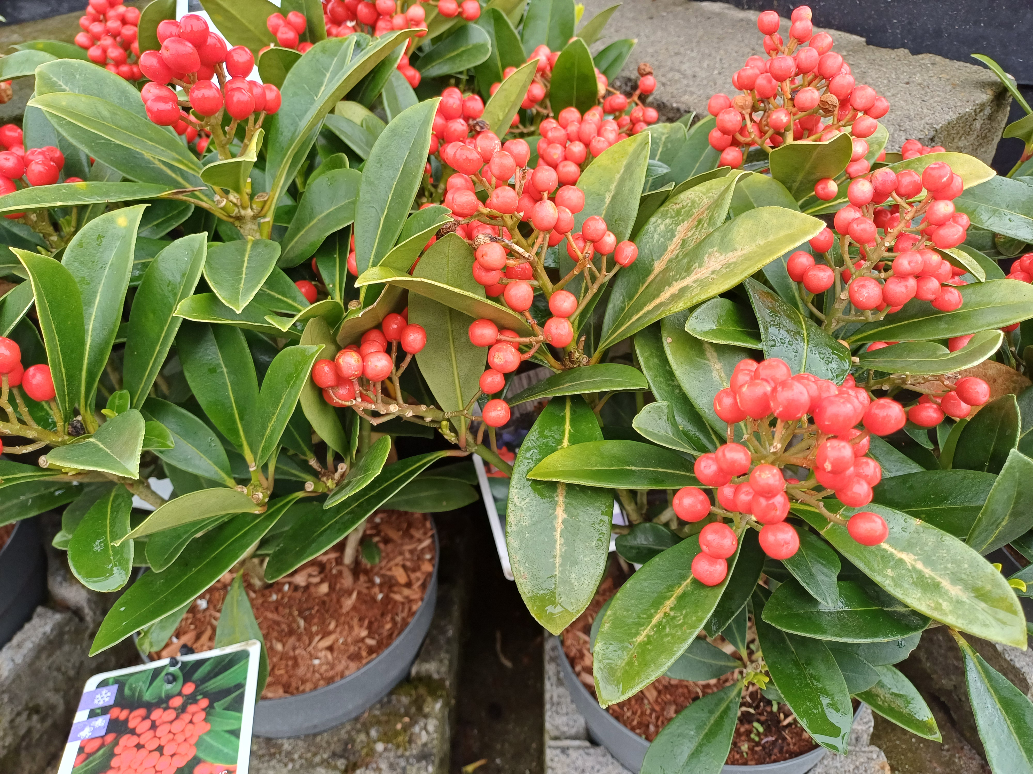 Skimmia jap. 'Temptation'