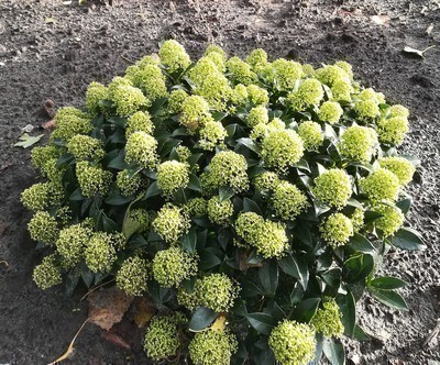 Skimmia jap. 'White Dwarf'®