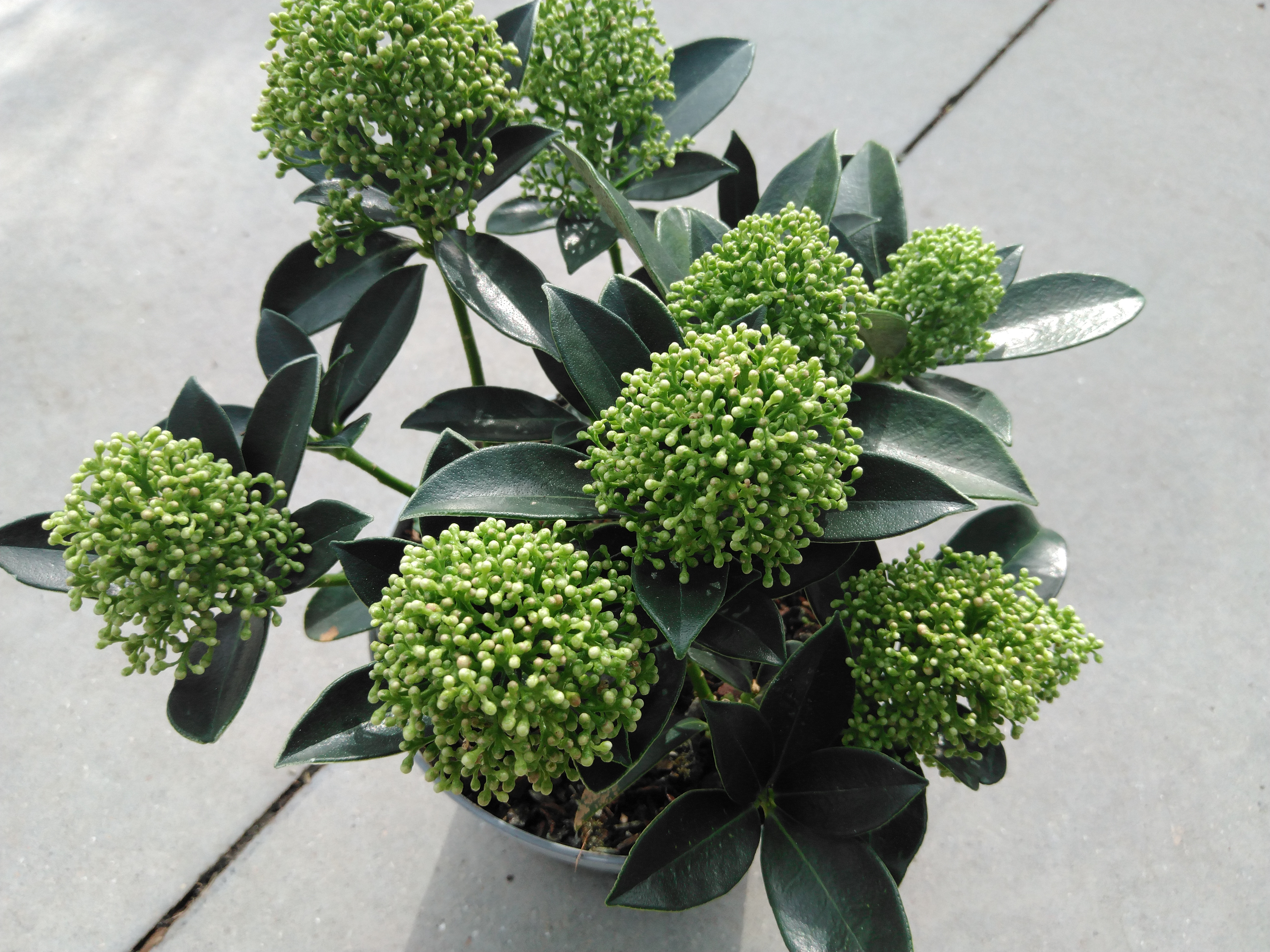 Skimmia jap. 'White Dwarf'®