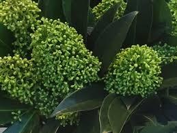 Skimmia jap. 'White Globe'