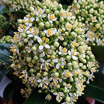 Skimmia jap. 'White Globe'