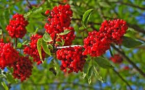 Sorbus aucuparia 'Wettra' Sorbus aucuparia 'Wettra'