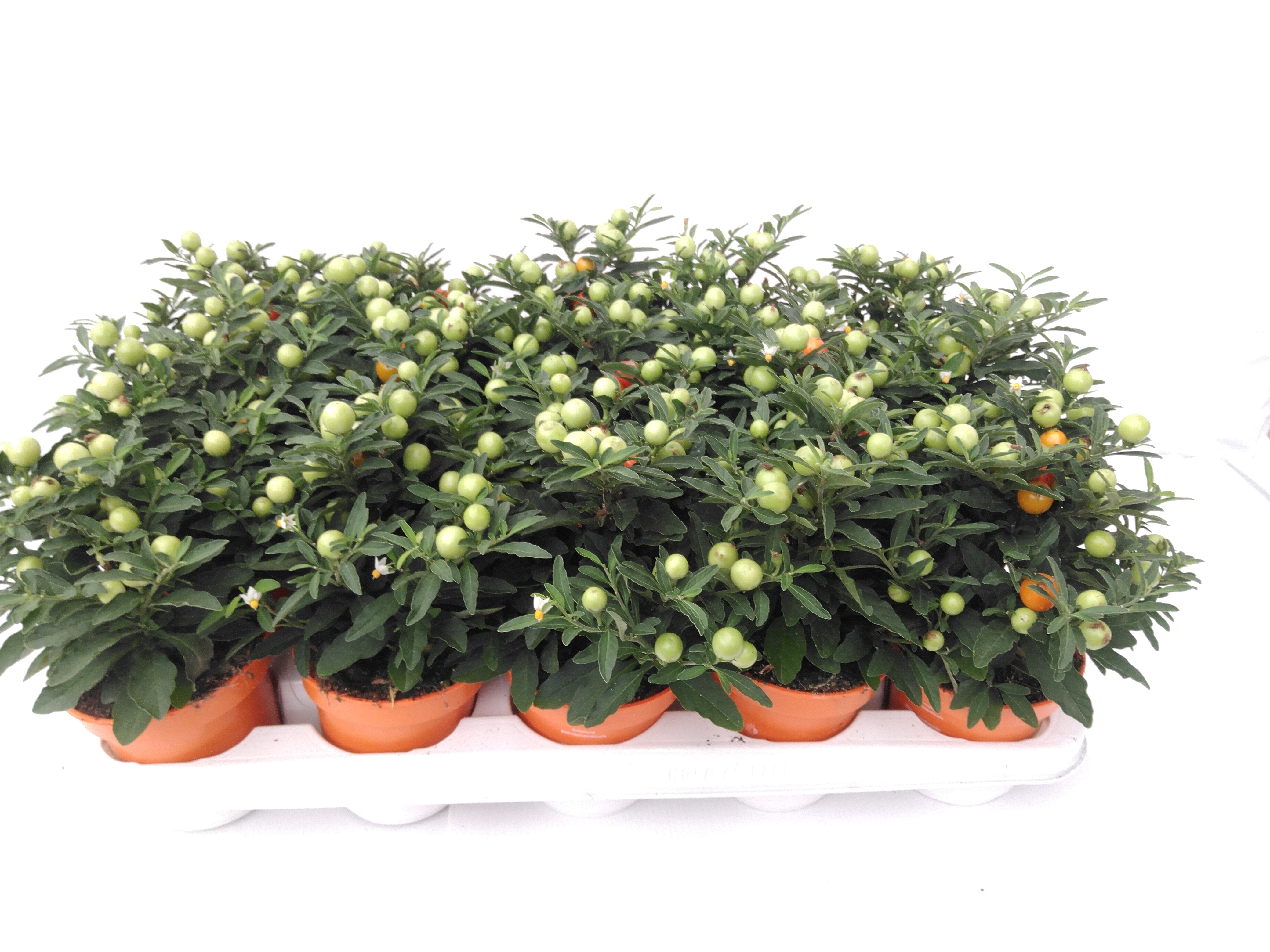 Solanum pseudocapsicum