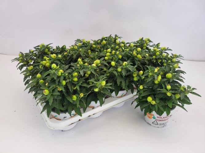 Solanum pseudocapsicum