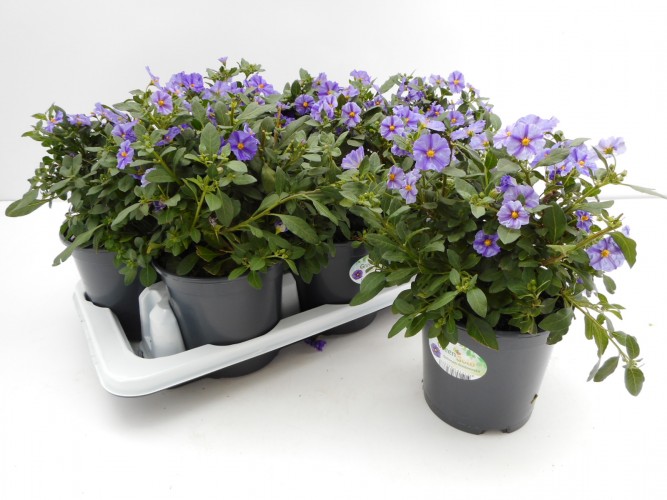 Solanum Rantonetti
